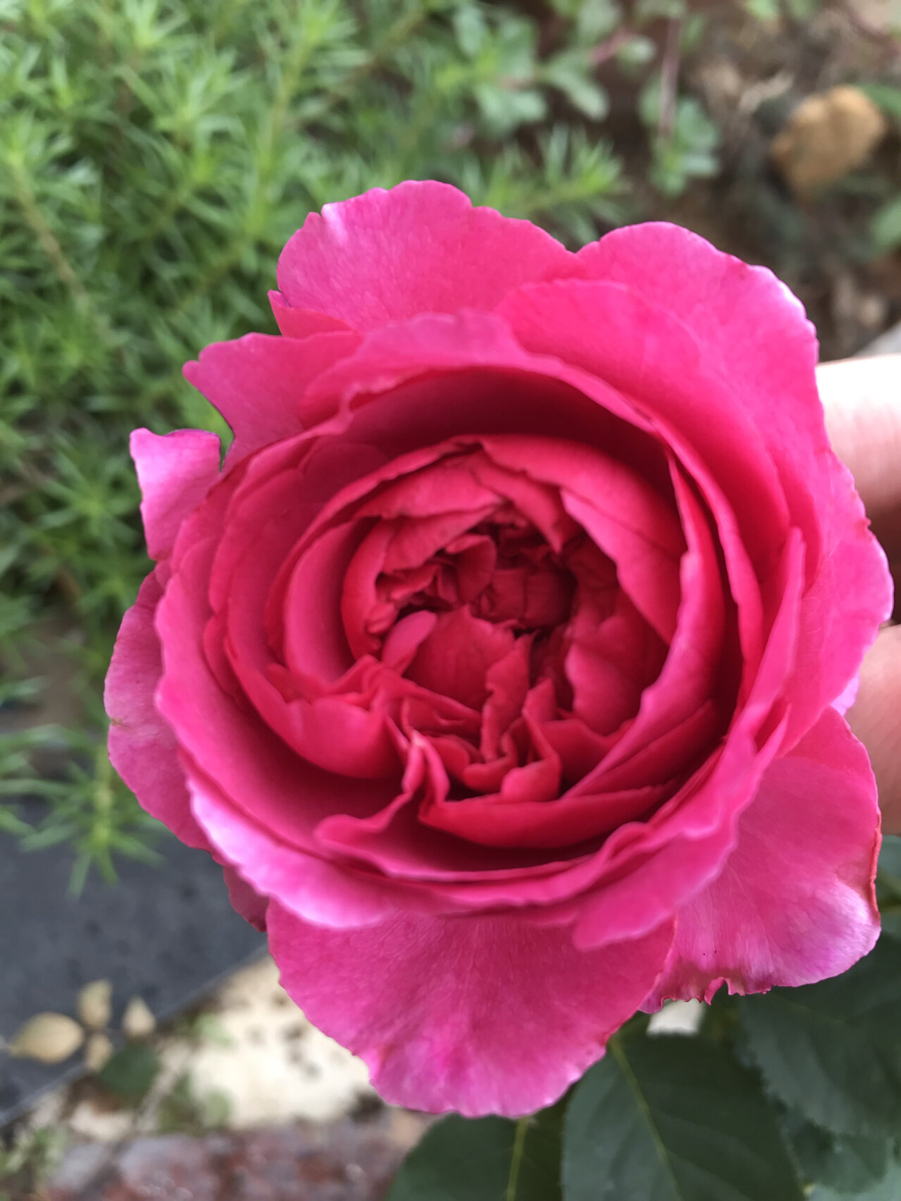 伊芙胭脂口红96月季