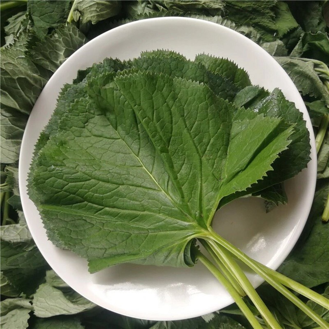 新鲜马蹄叶大叶子春季山野菜 东北人有大酱,能吃掉整个绿化带?
