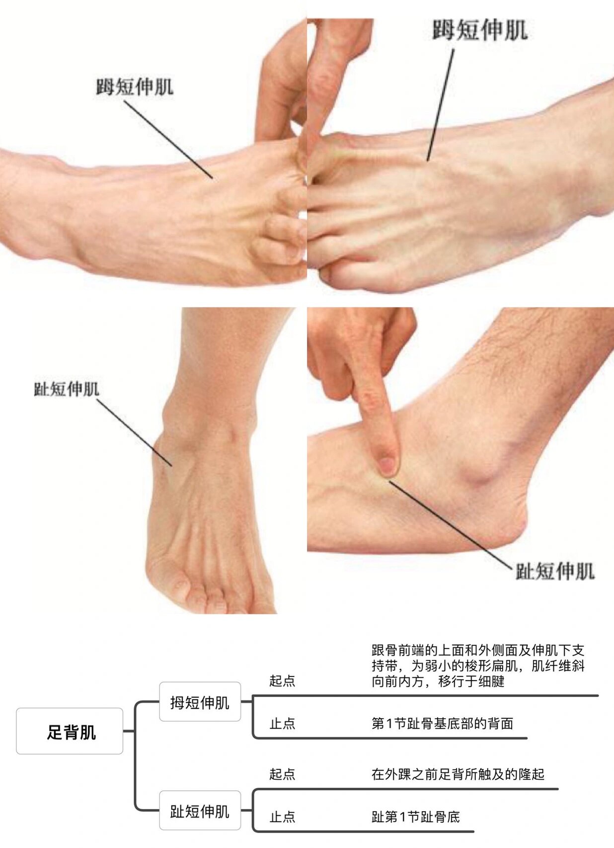 学习解剖真人图解/足背肌群