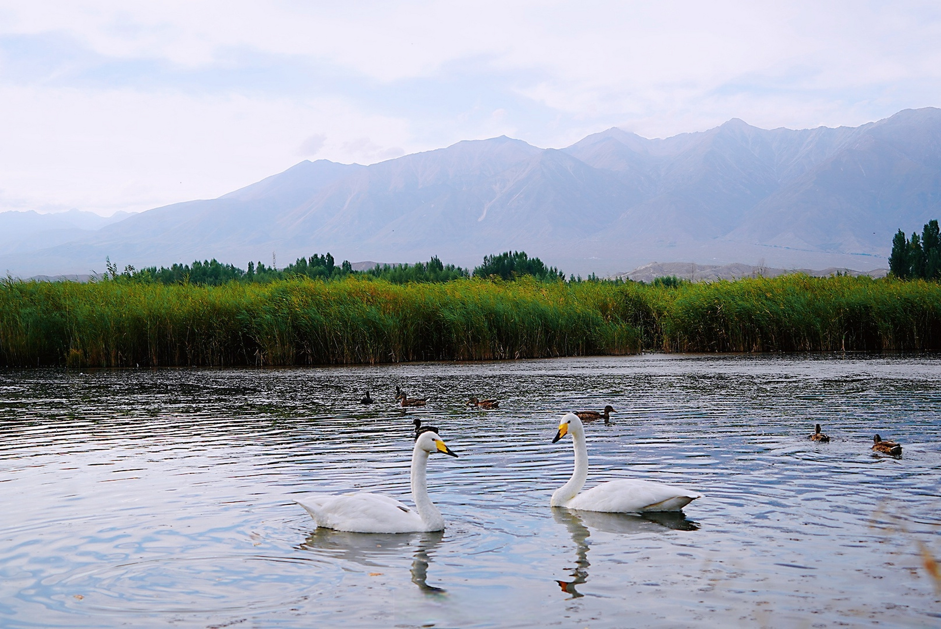 爱上博州#温泉县依山傍水,博尔塔拉河国家湿地公园湿地面积4706亩