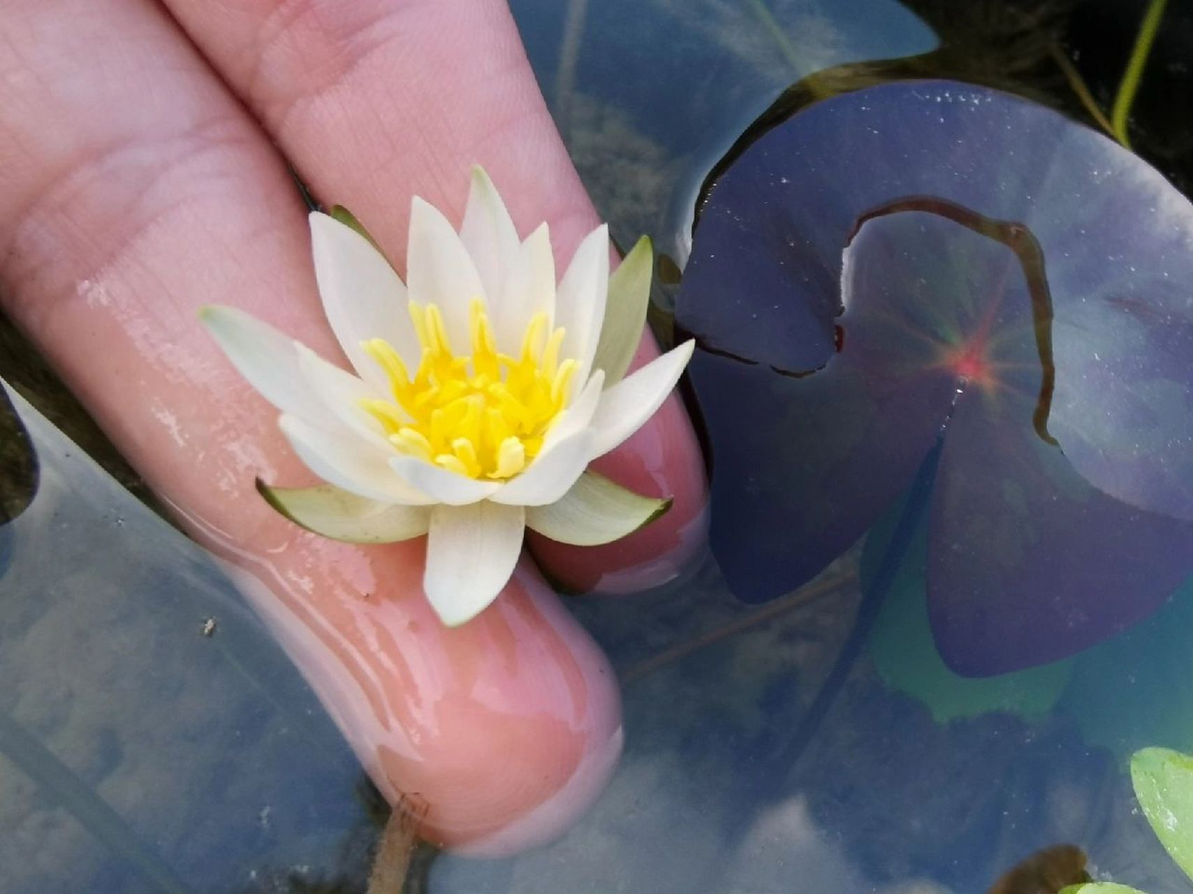 小型睡莲① | 小白子午莲 原产于中国的睡莲原生种n.tetragona.