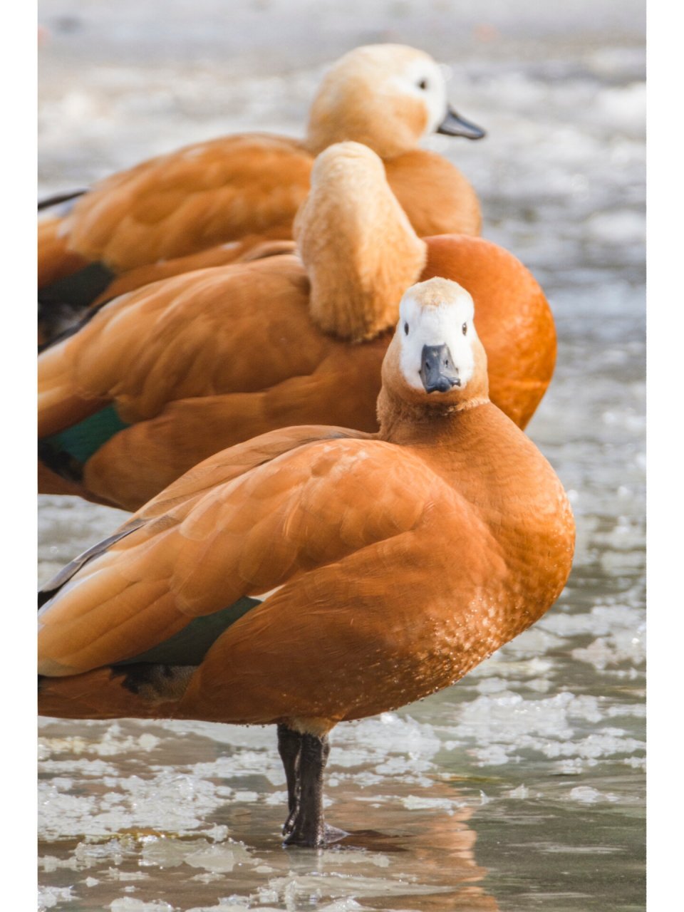 赤麻鸭鸭 赤麻鸭(学名:tadorna ferruginea)体型较大,体长51-68厘米