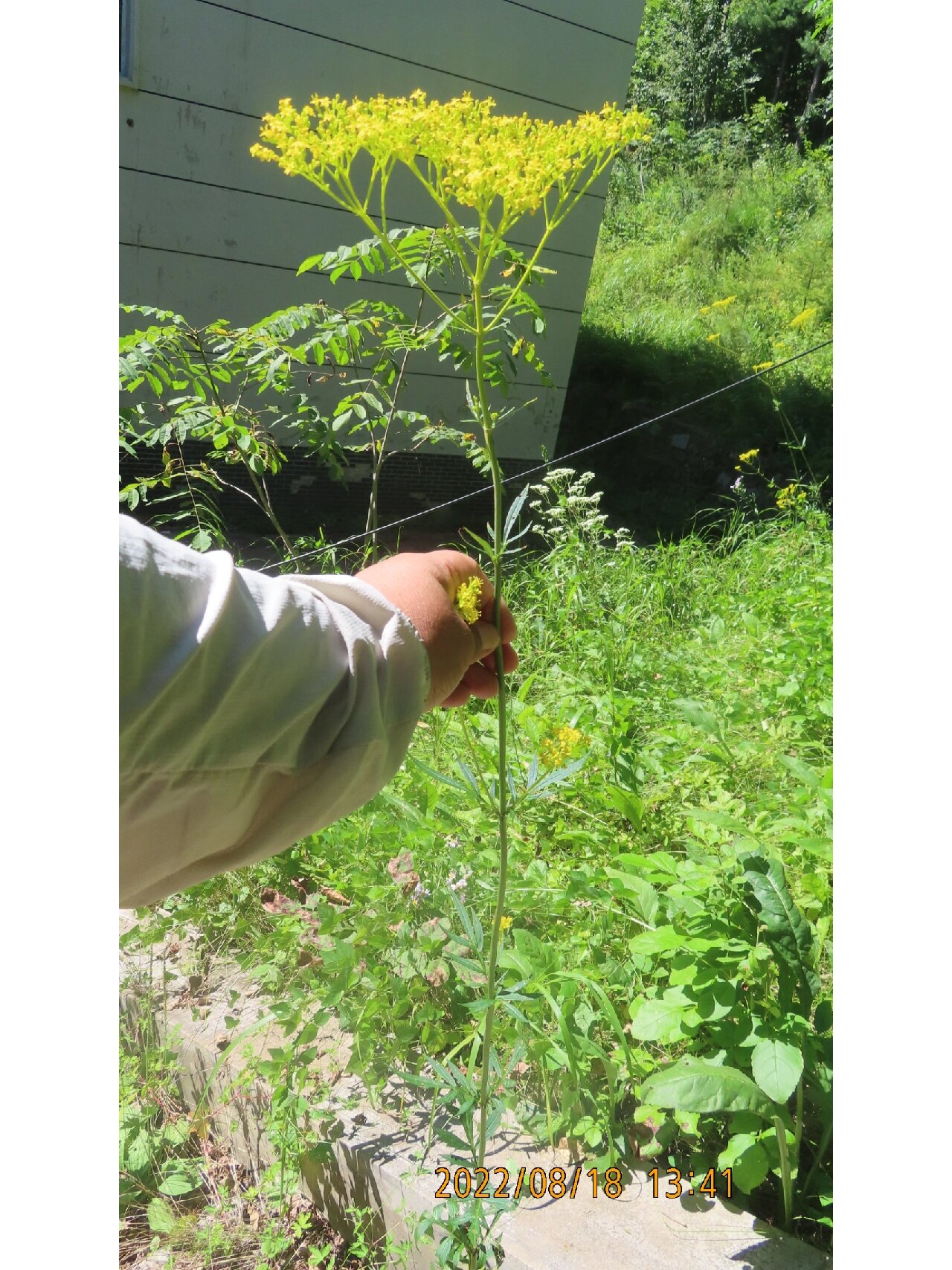 黄花败酱,败酱科败酱属多年生草本植物