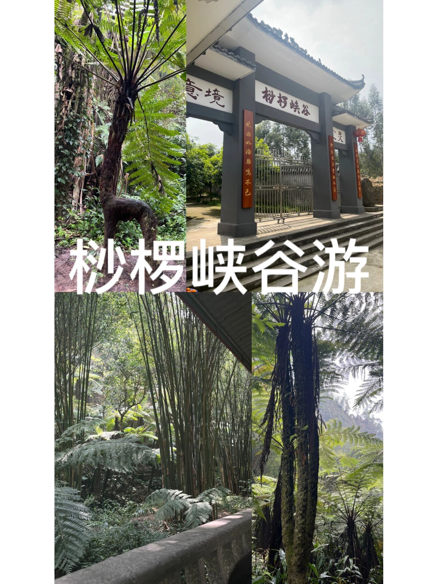 3.31乐山桫椤峡谷