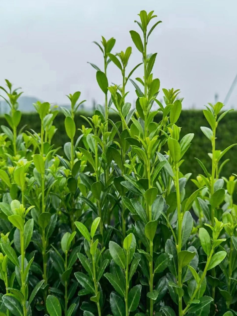 植物绿篱 | 特写篇-高档别院首选绿植围墙 直立冬青,又名"步步高升"