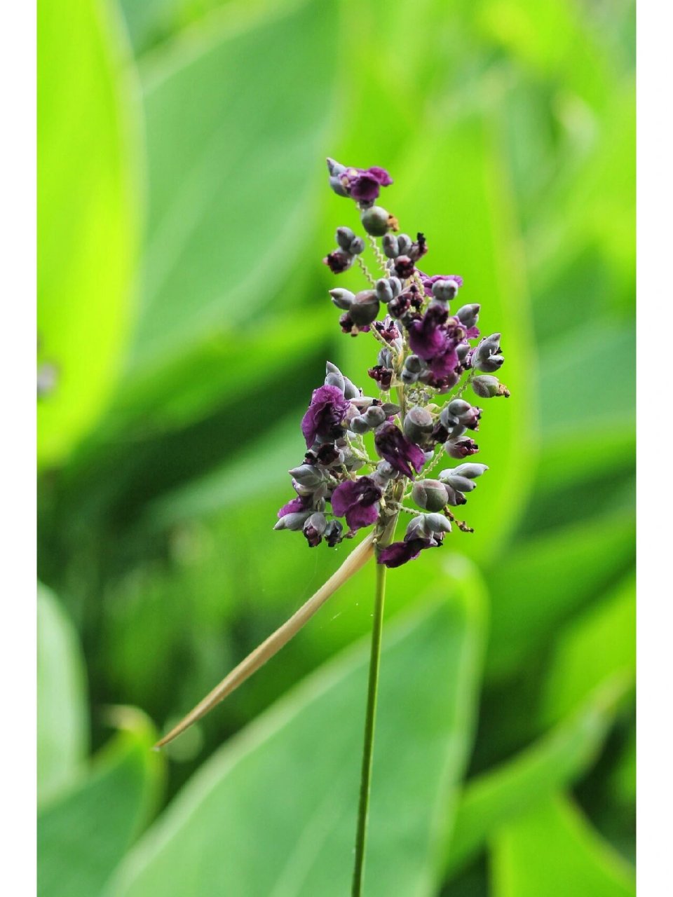 叶卵状披针形,浅灰蓝色,边缘紫色,长50厘米,宽25厘米.