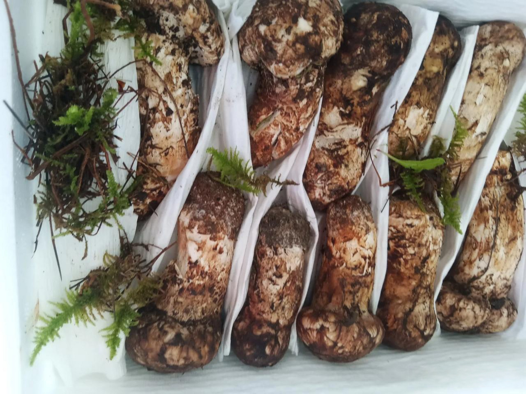 云南下过雨,松茸大批量鲜松茸上市了 野生菌上市中 云南鲜菌菇 云南