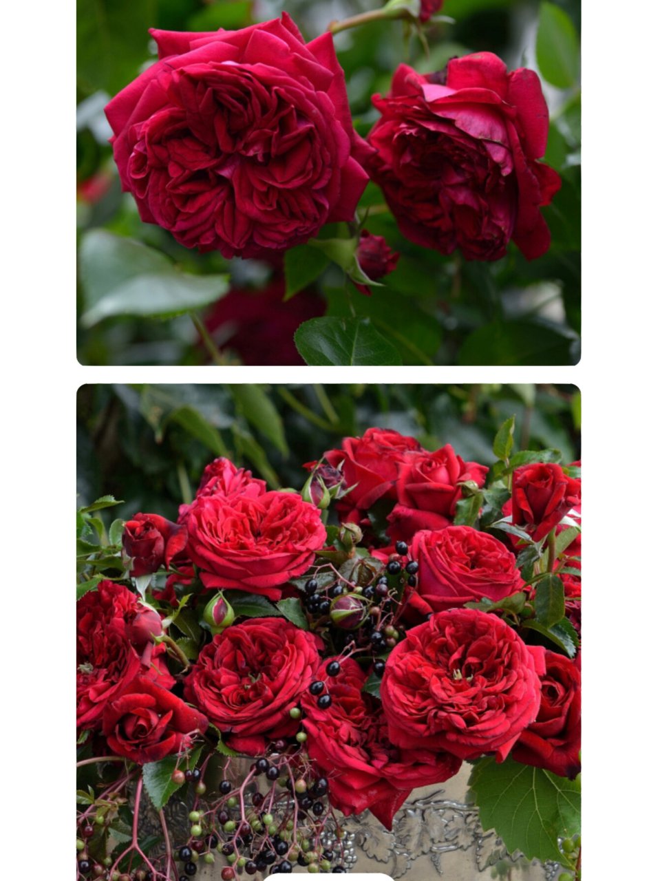 综合表现最佳 藤灌月季"玫瑰国度的天使" 月季迷评测综合表现最佳的小