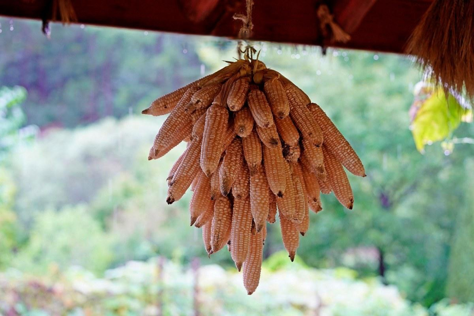 粮食作物之玉米 玉米是一种在全球广泛种植的粮食作物,特别是在热带和