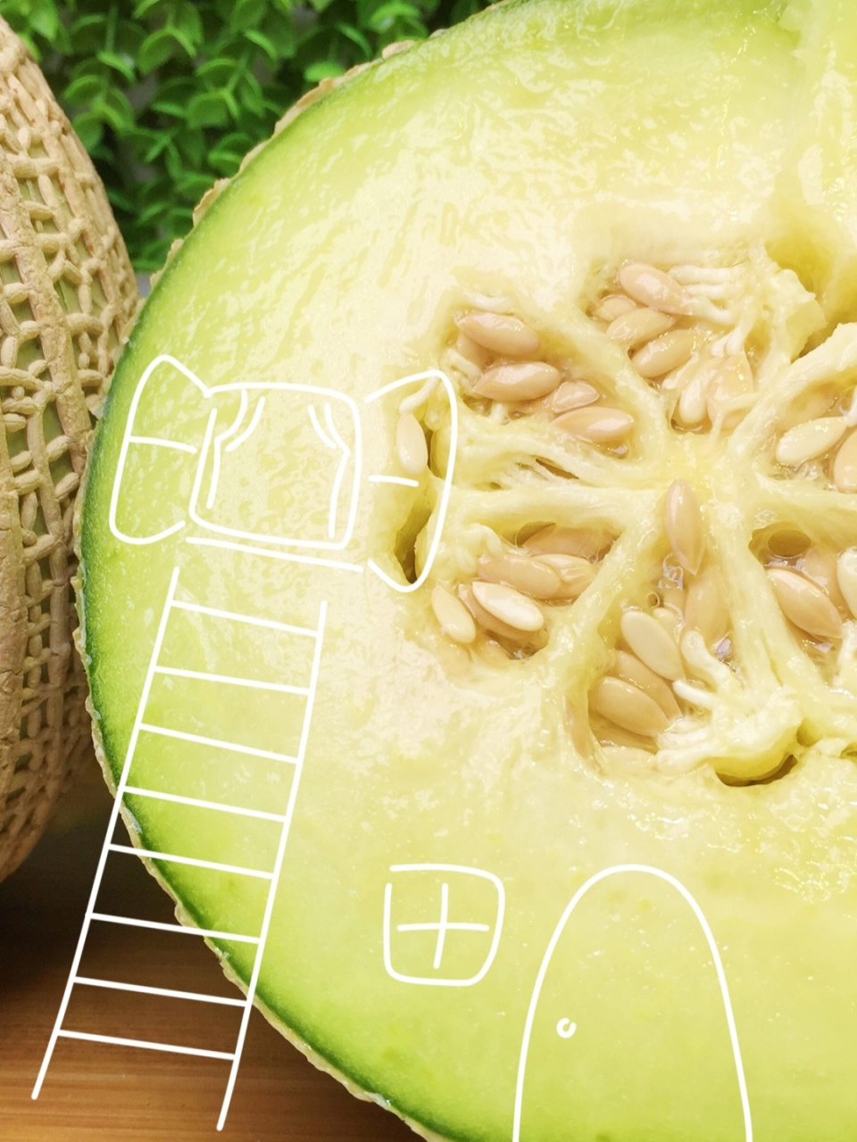 为什么说日本皇冠蜜瓜是蜜瓜中lv级别呢?