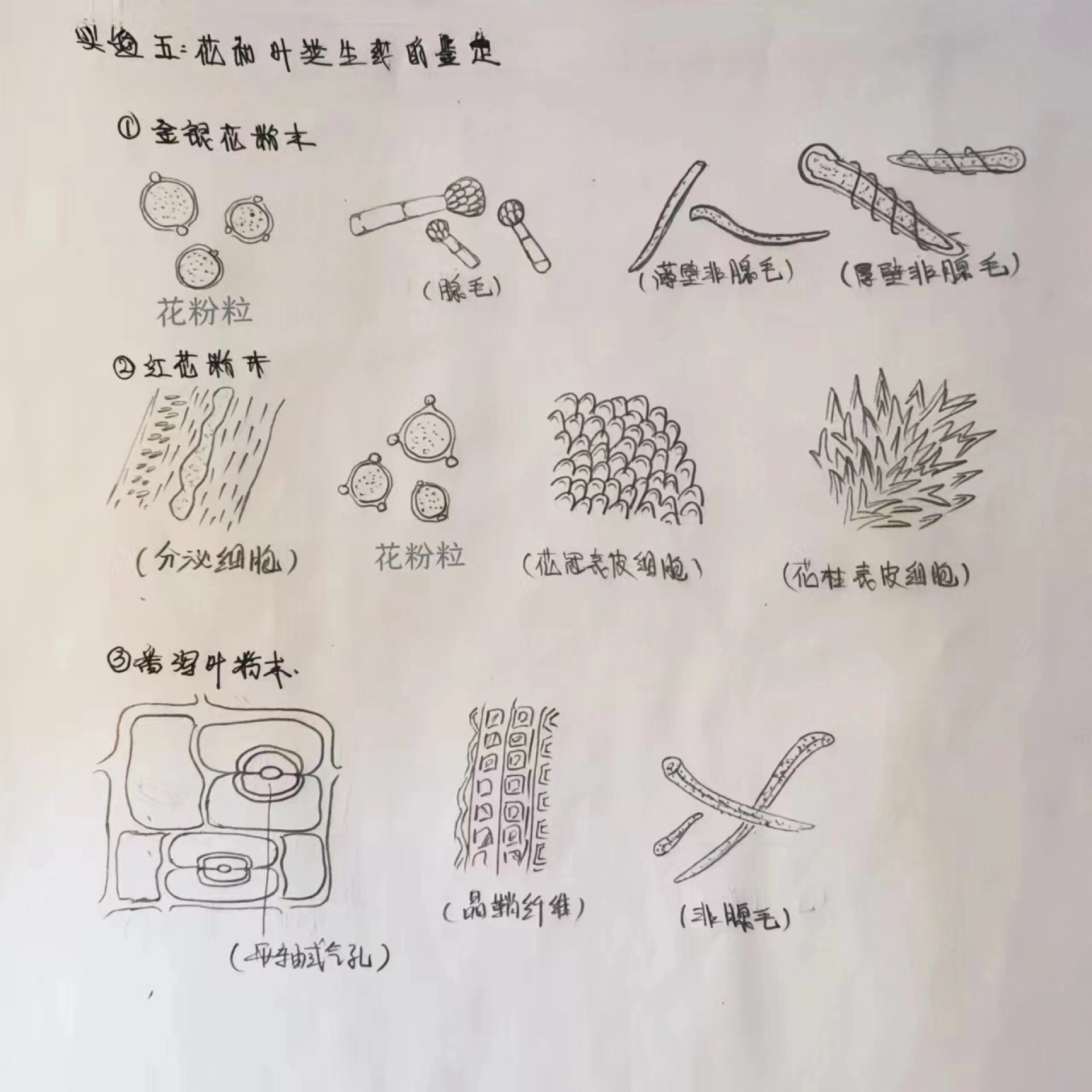 图 金银花的重要粉末特征是花粉粒,腺毛和非腺毛(有薄壁和厚壁两种)