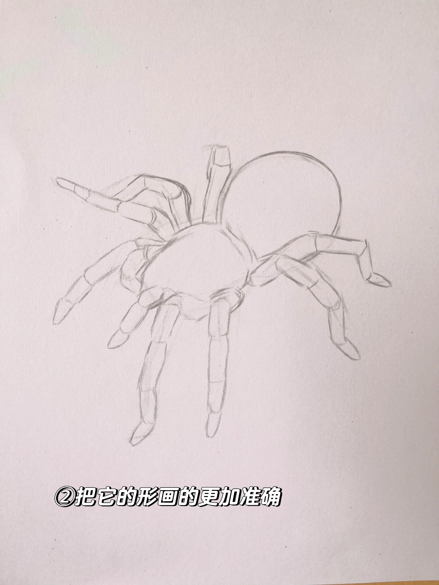 蜘蛛.素描步骤 教程
