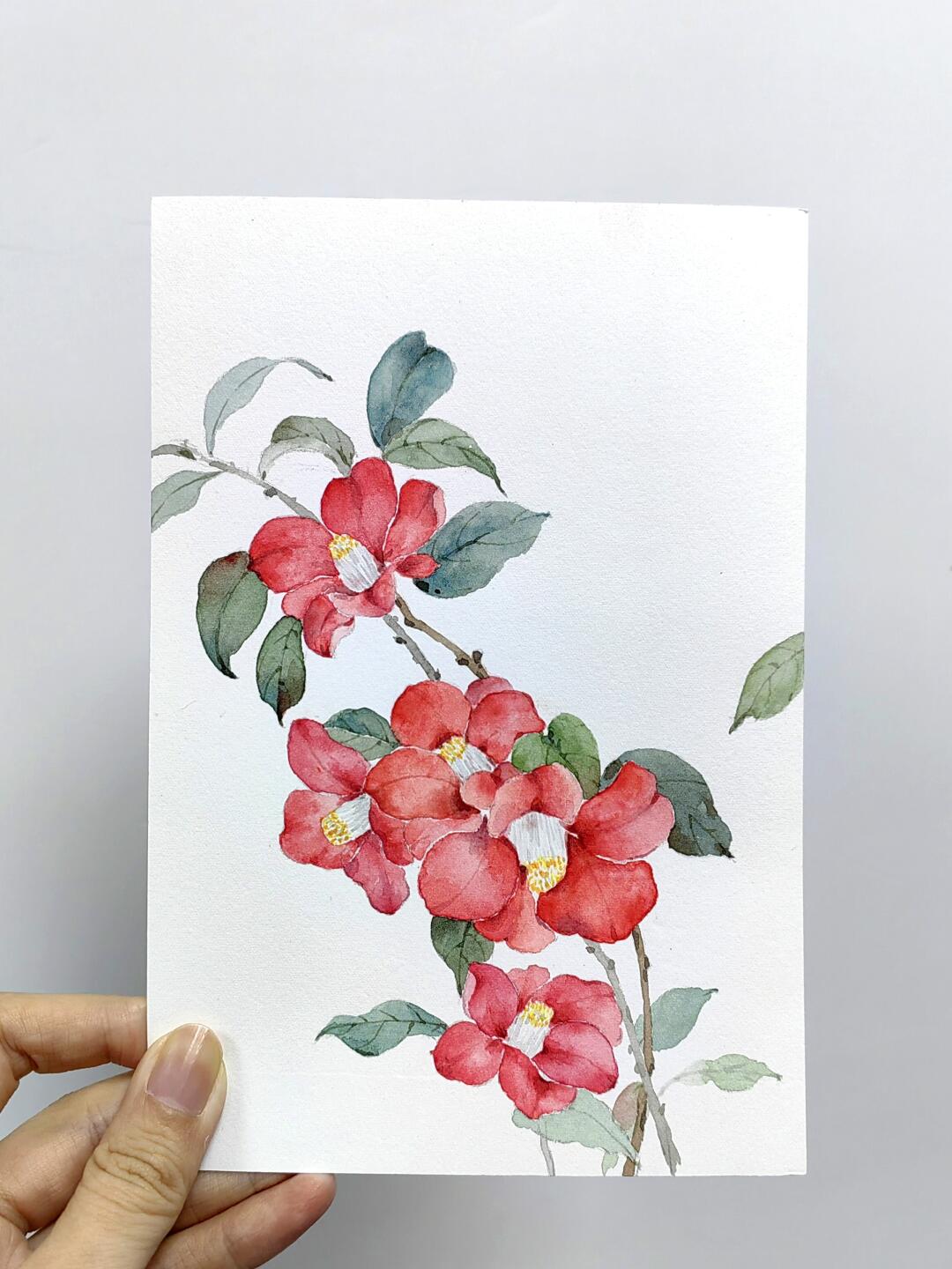 水彩红山茶花含步骤图