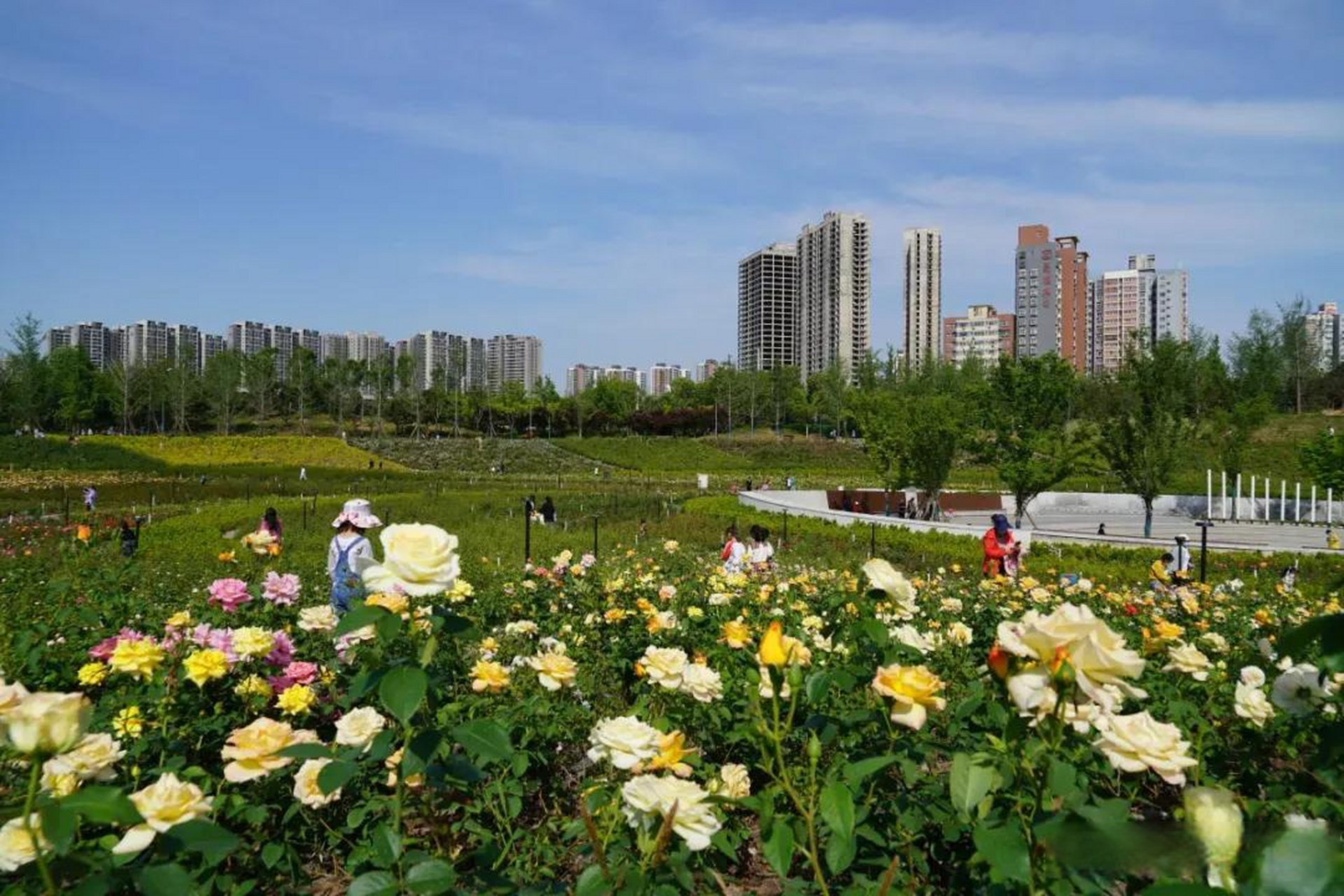 郑州市第三十届月季花展今日开幕 > 本台消息,今起至5月9日,郑州市第