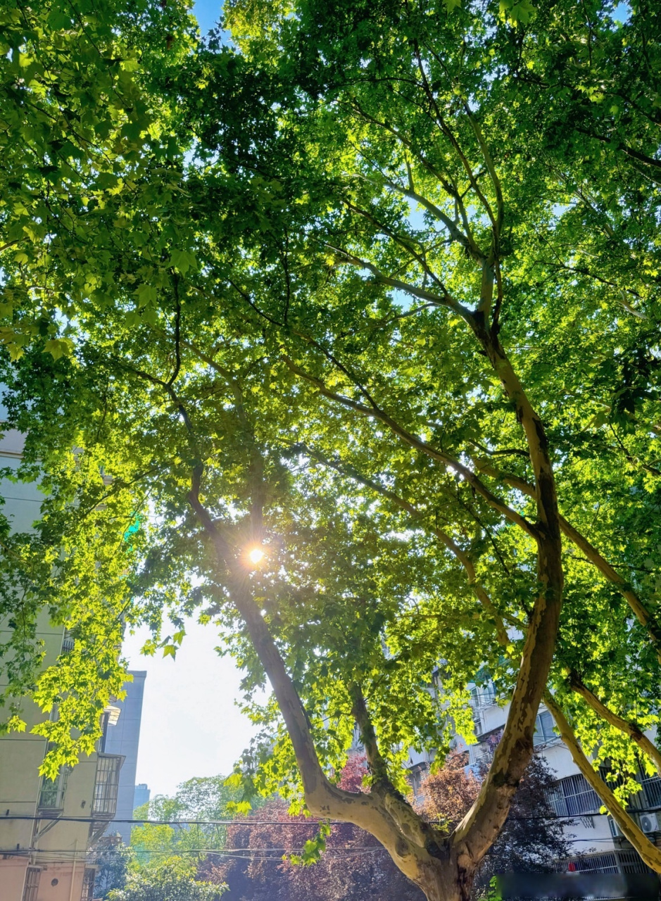 夏天的梧桐树照片图片