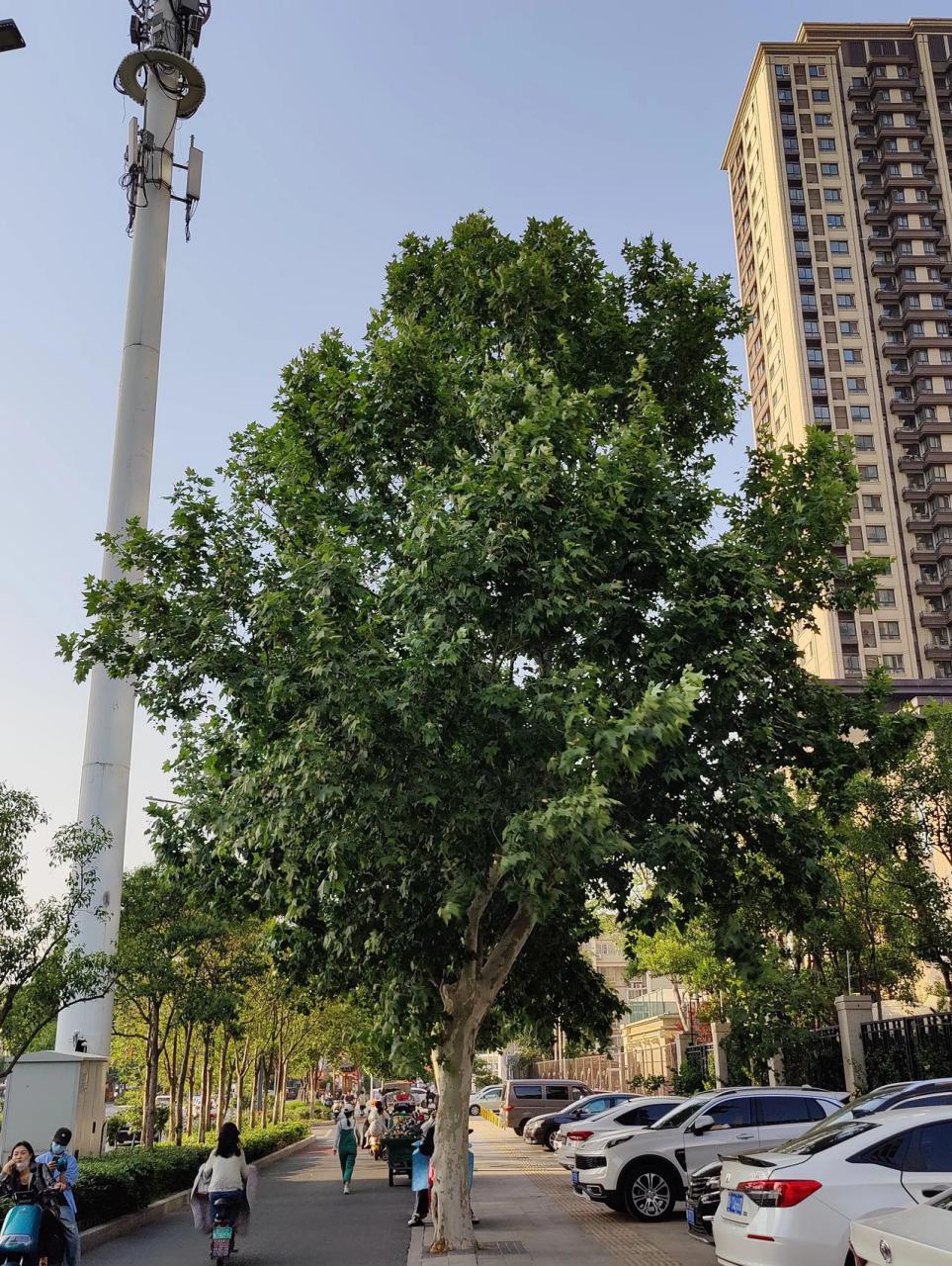 郑州市的市树, 是什么树.