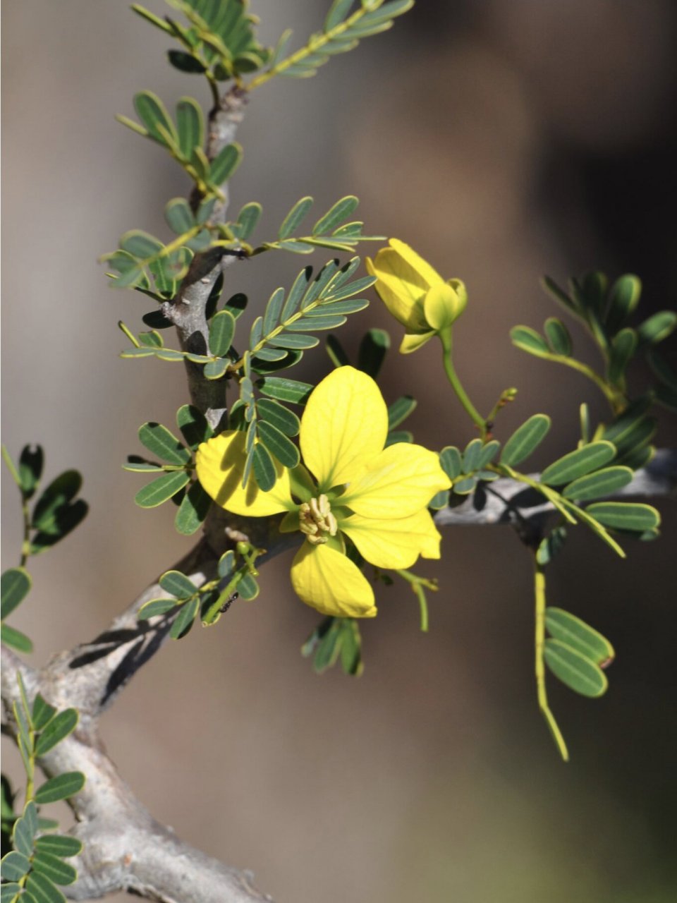 块根理论6|沙漠苏木 南方决明21011s senna meridionalis 科属:云实