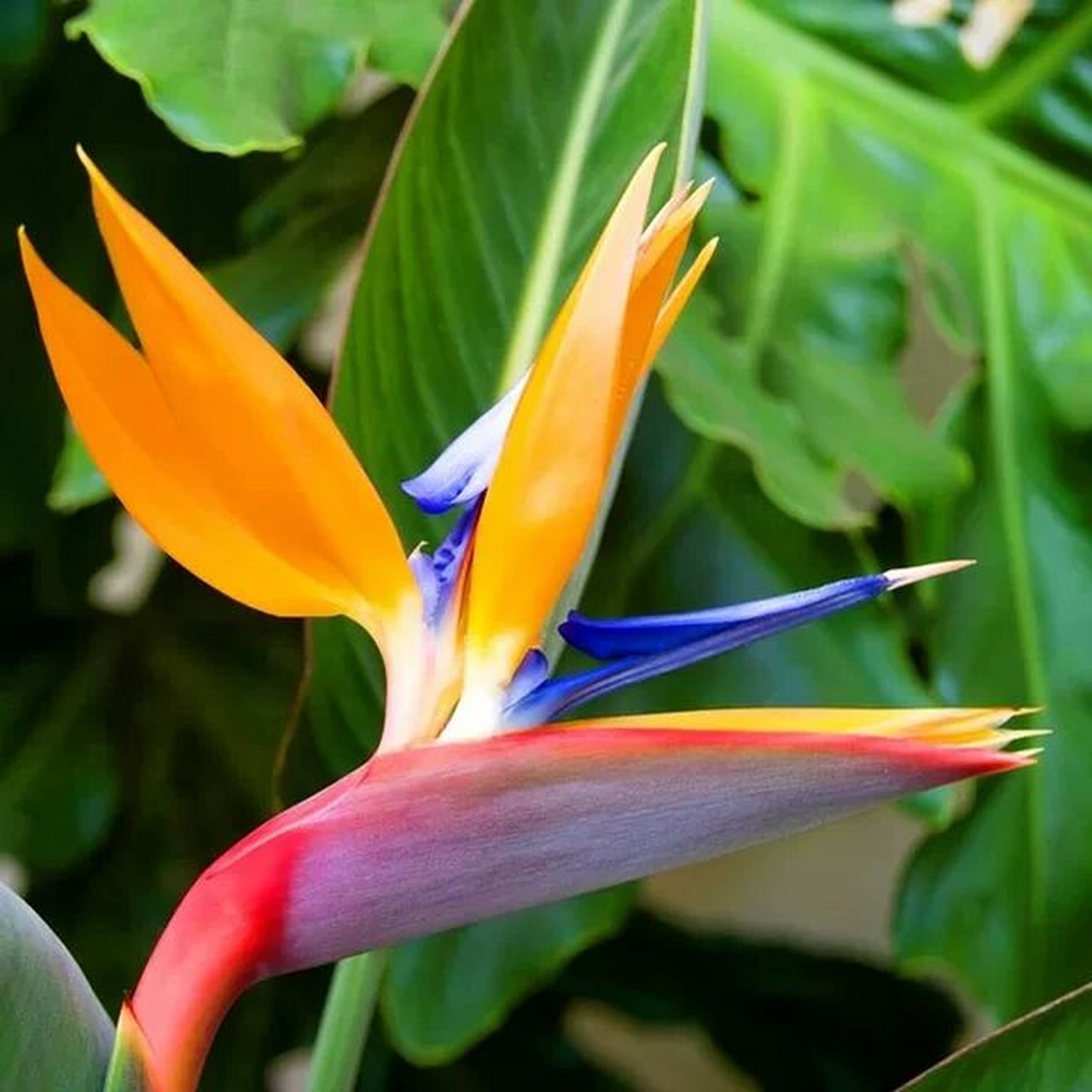 鹤望兰花(天堂鸟花)      中文名:鹤望兰 别名:天堂鸟,极乐鸟花 拉丁