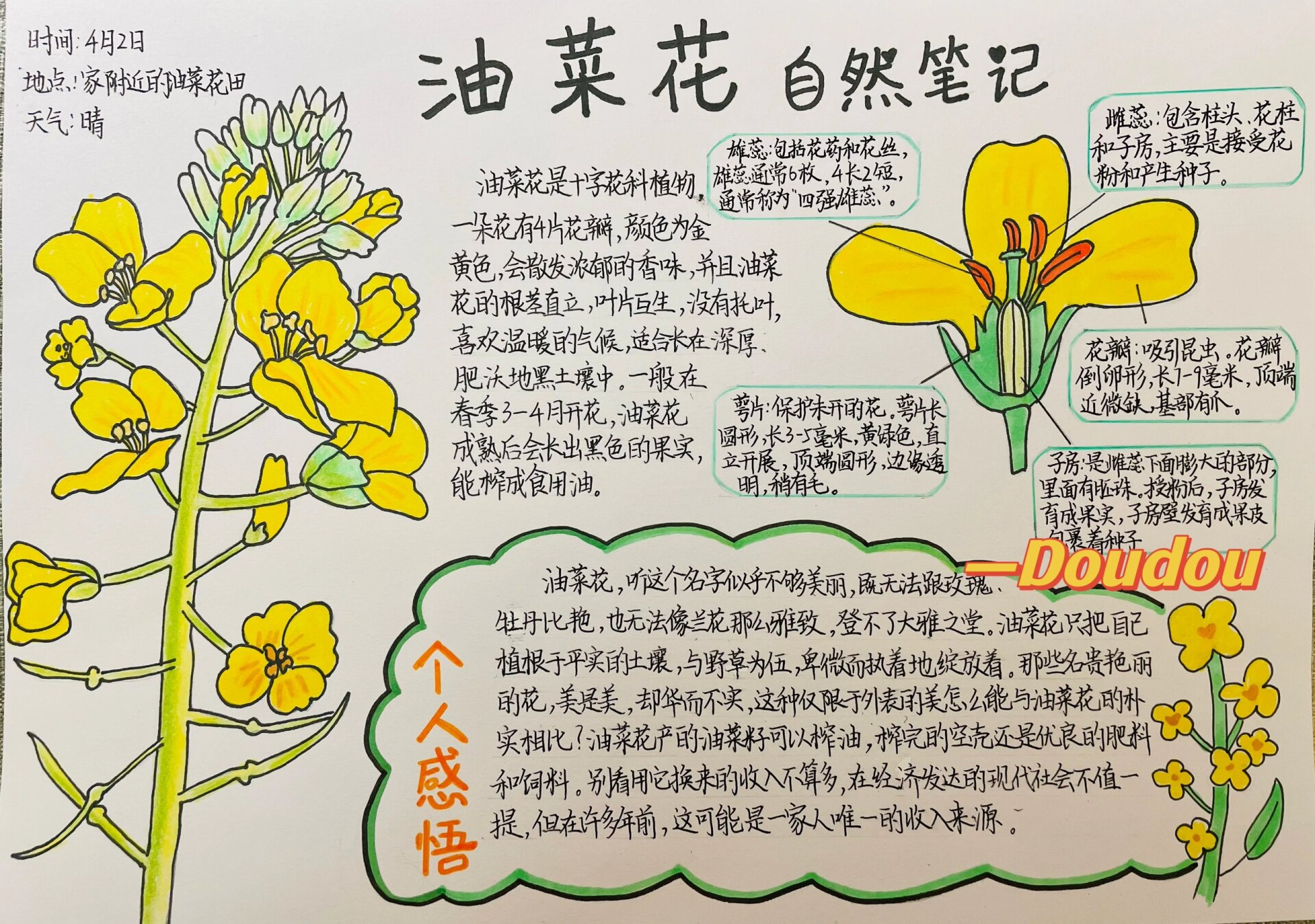 中班美术教案油菜花图片