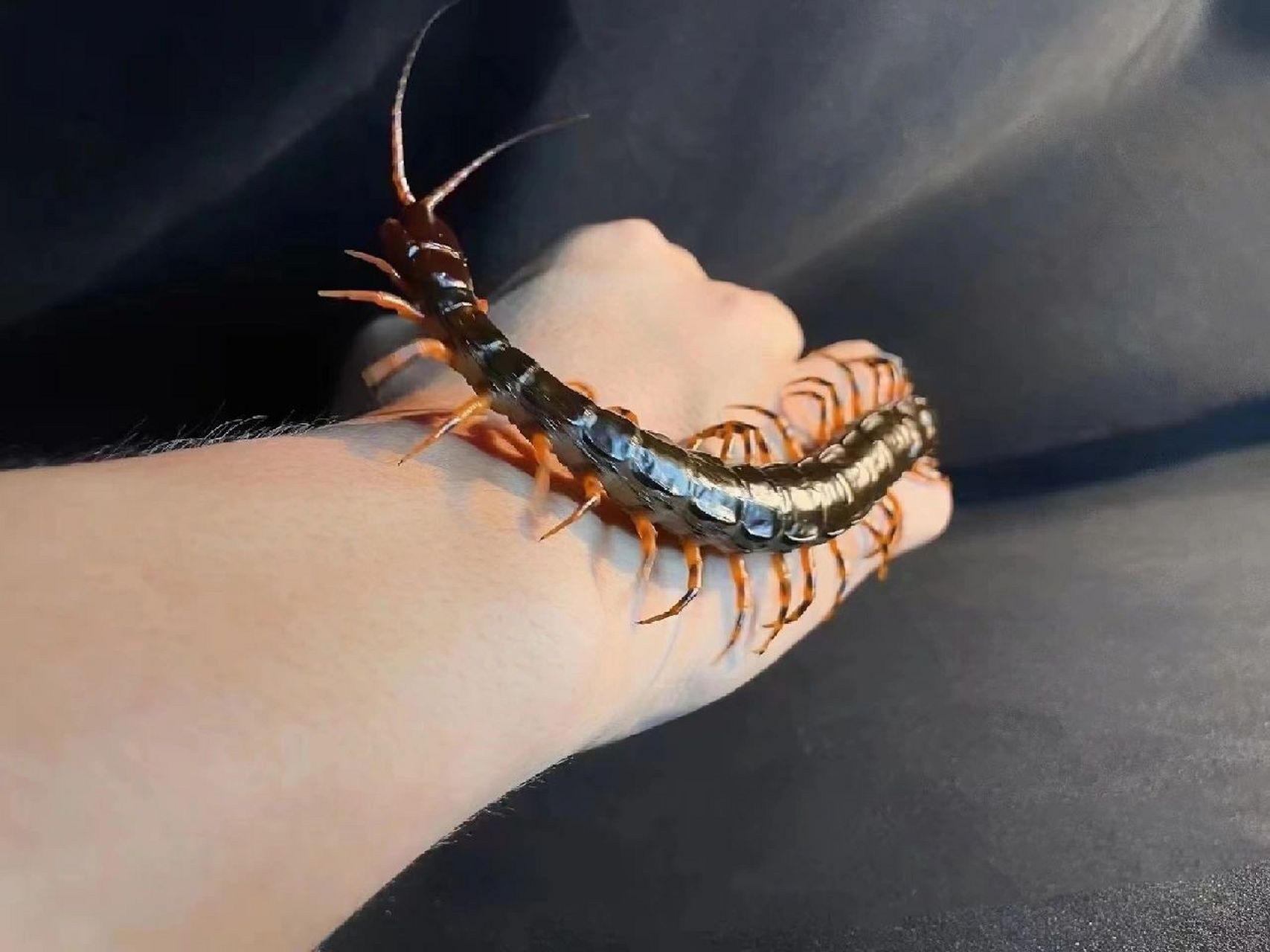 新手入门级宠物蜈蚣 蜈蚣适合观赏饲养,不建议上手