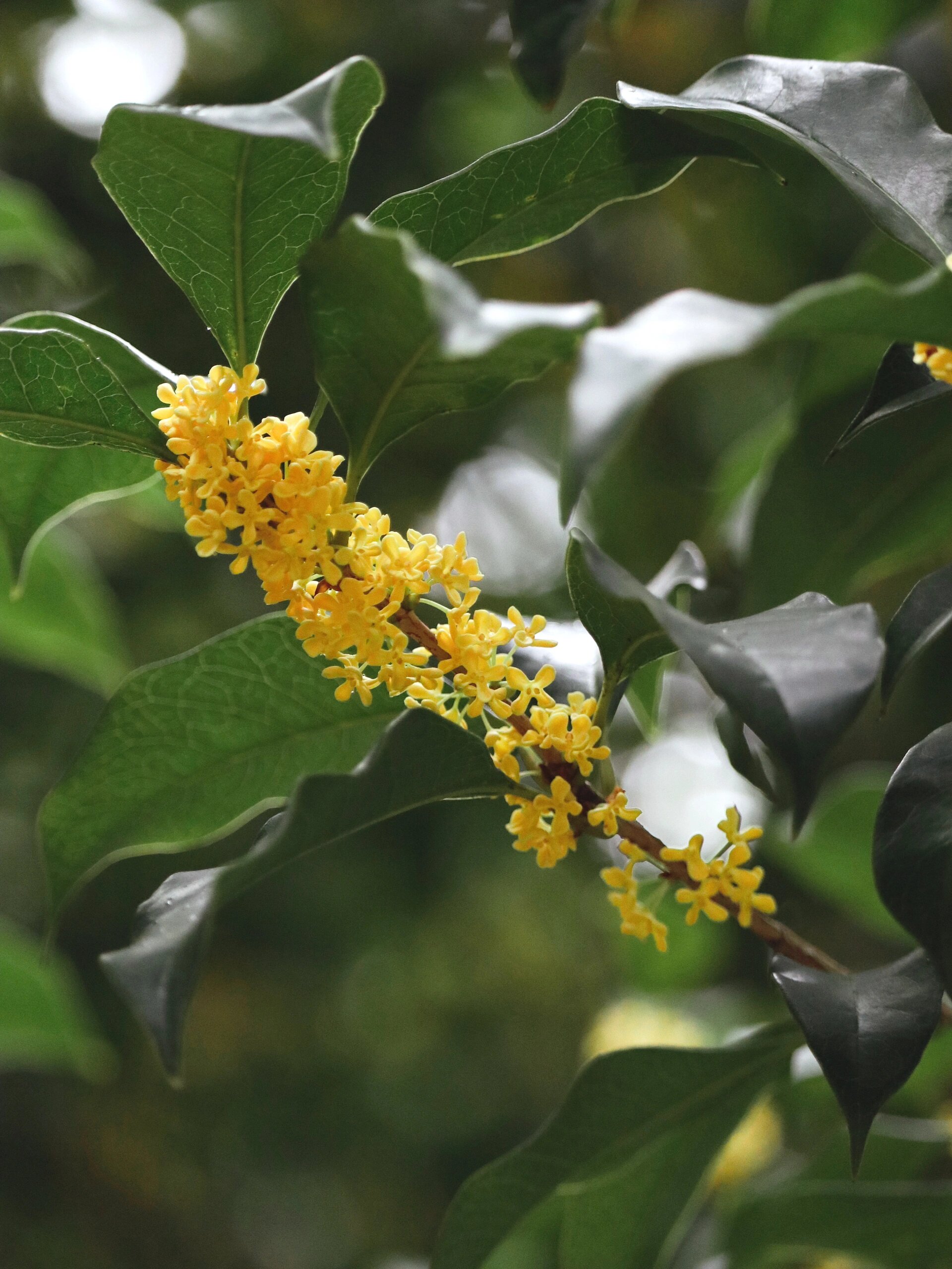 左滑看雨中桂花 桂花好香,好好闻啊