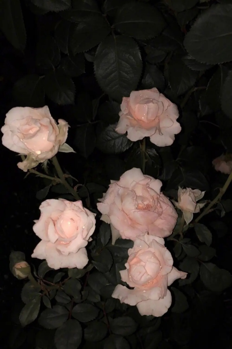 慵懒偏冷淡风背景图