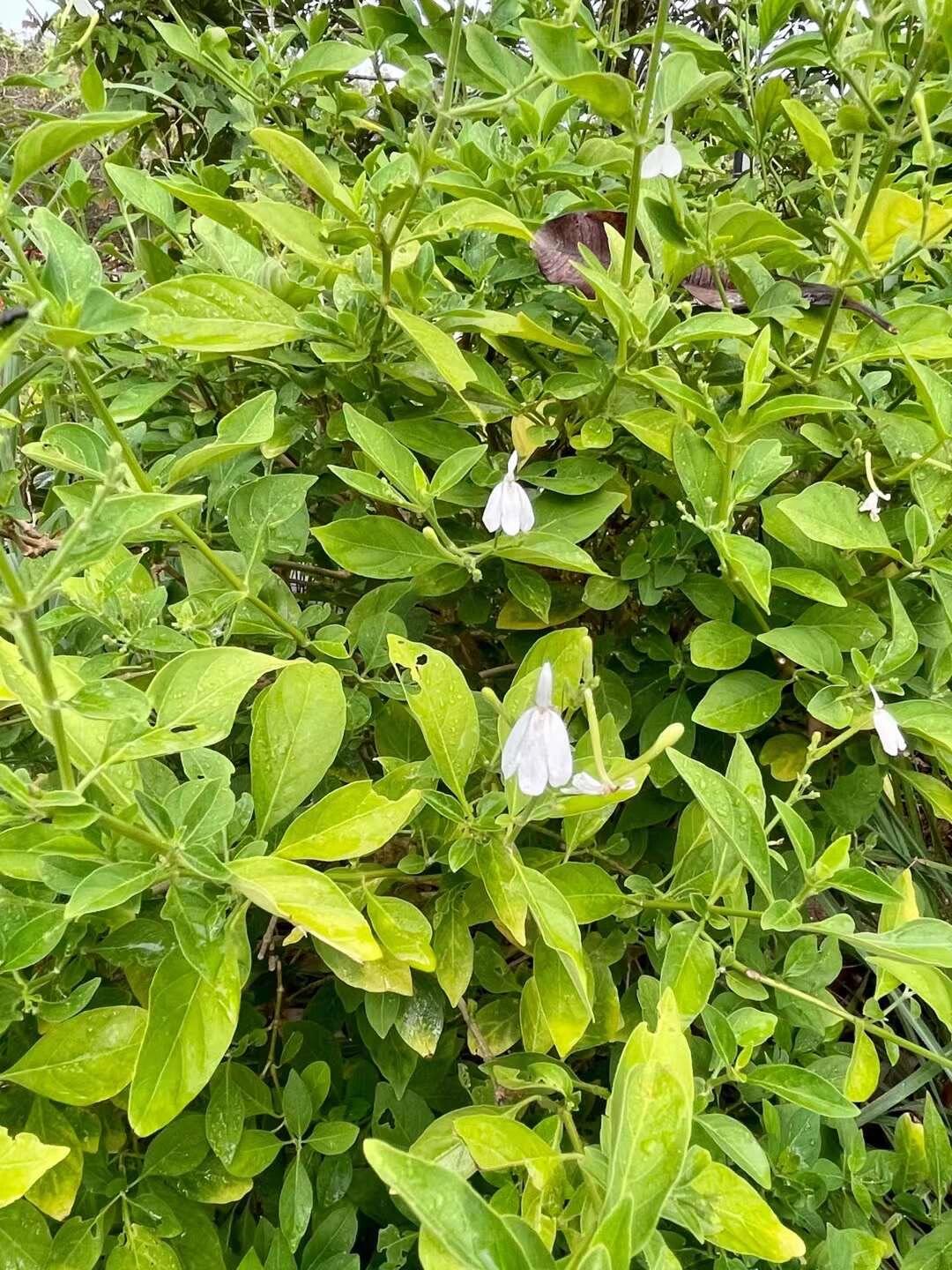 白鹤灵芝草 真真是 花如其名 表里如一的楷模91 	 你看她的花冠 像