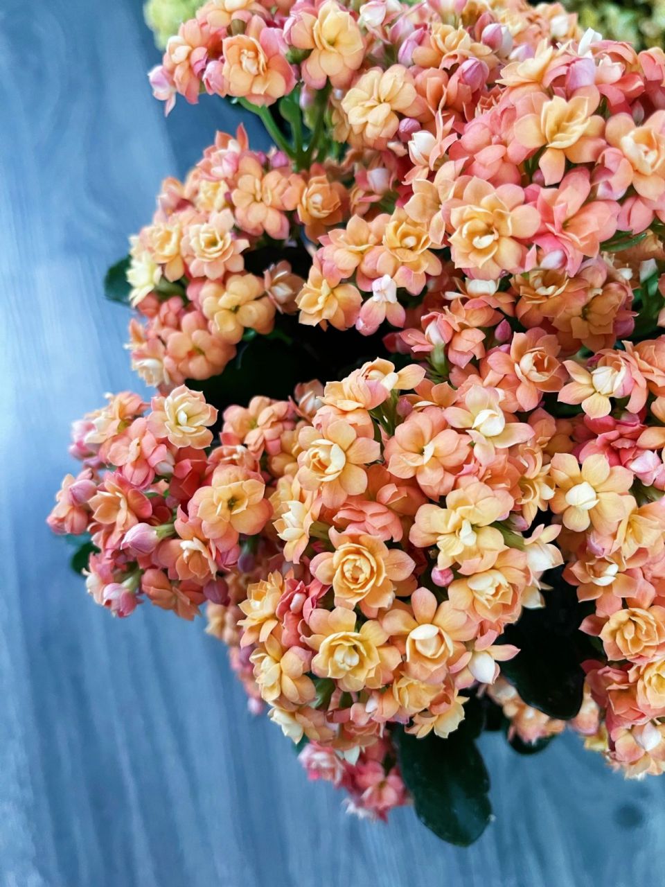 教你长寿花94爆盆秘笈 橙色长寿花   赛欧 渐变色的花朵美到心醉