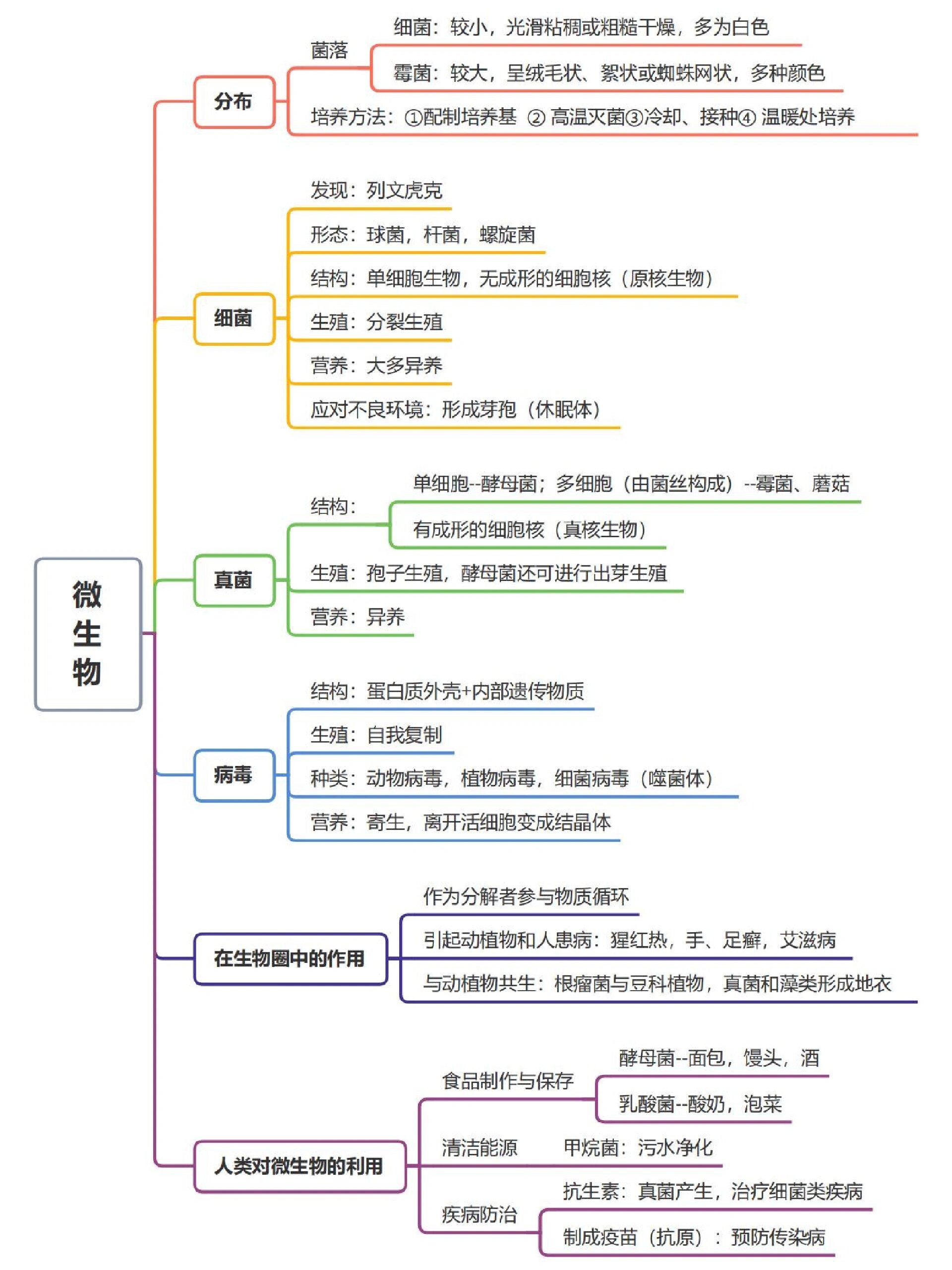 科学微生物思维导图图片