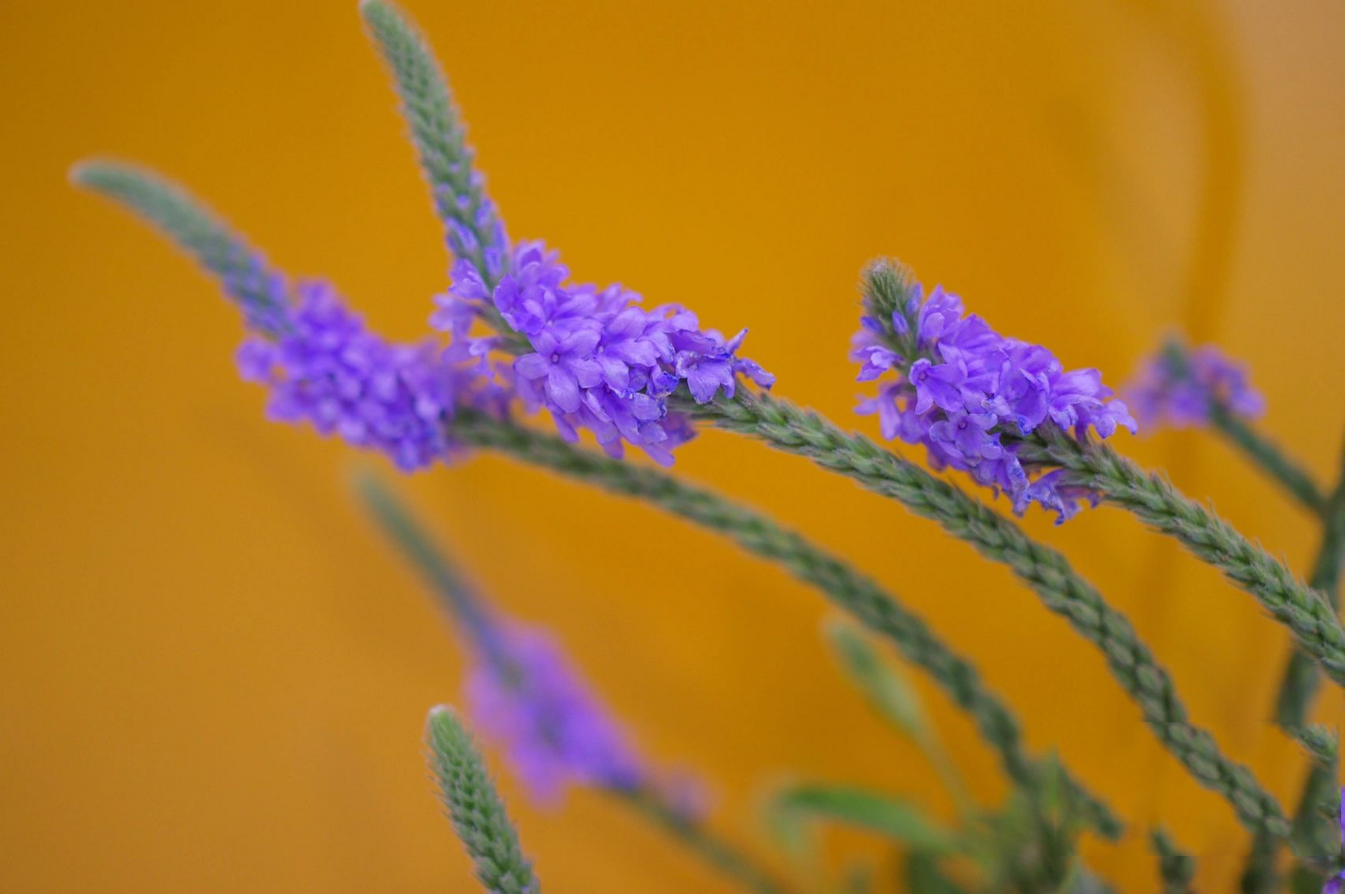 它是真的假马鞭草!