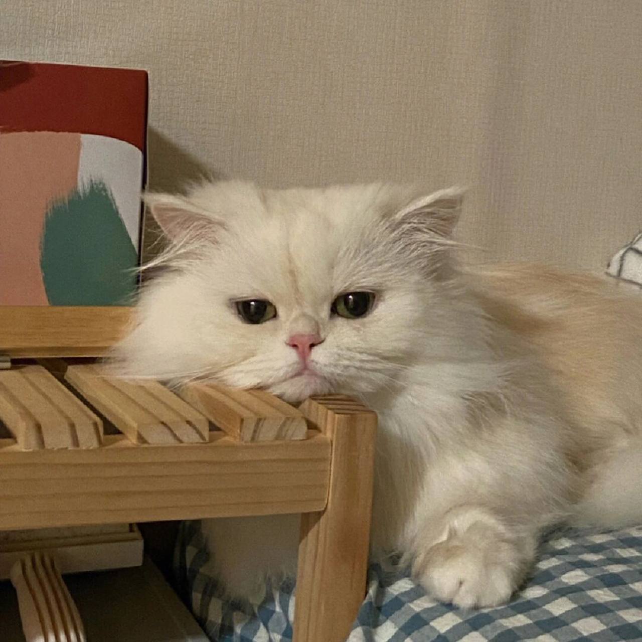 可爱猫咪宠物头像分享|女生 搞怪 奇葩 #搞怪头像# #头像分享# #可爱