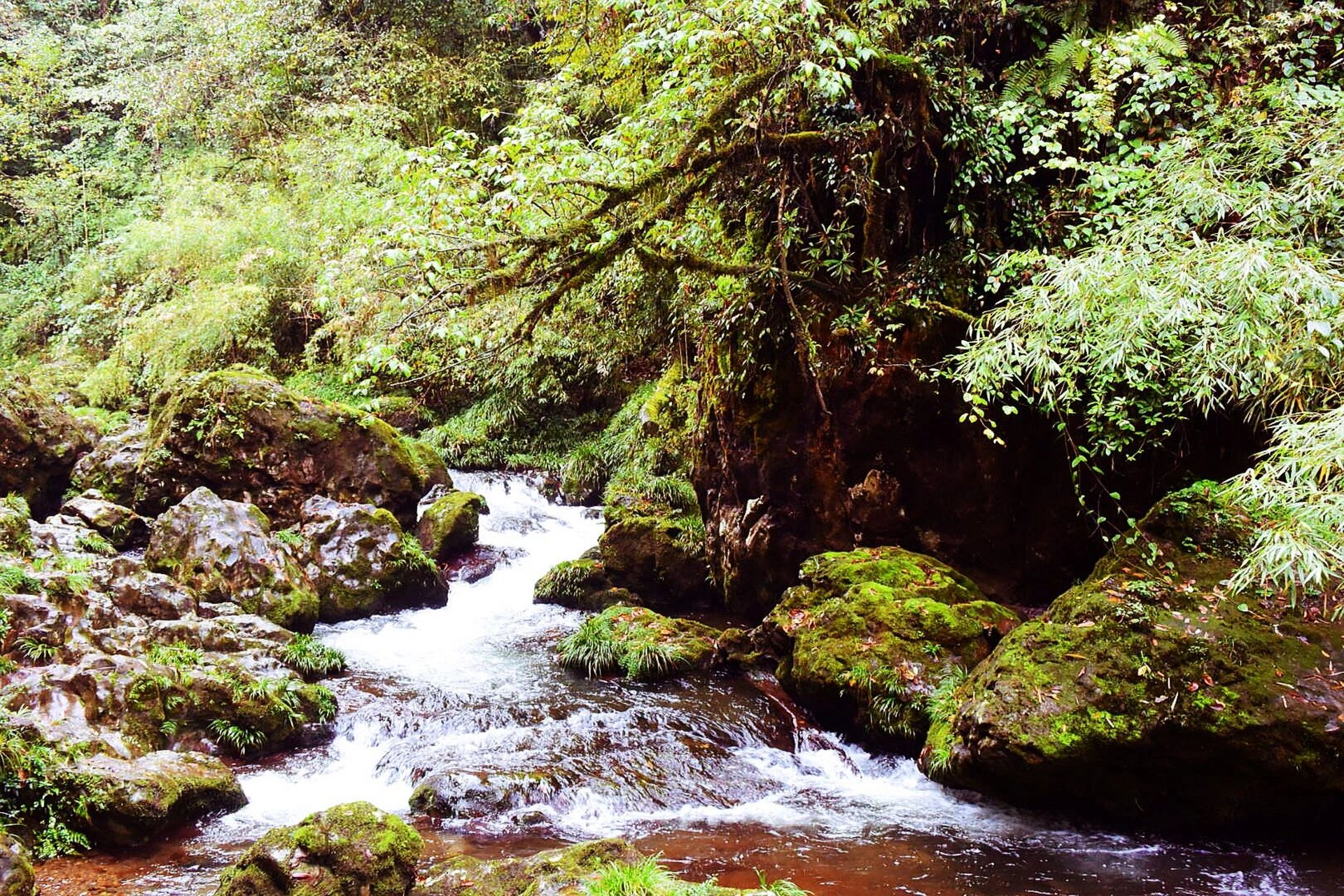意境 冒险的小众景区,荥经龙苍沟叠翠溪 我去的时候并不是最好的季节.
