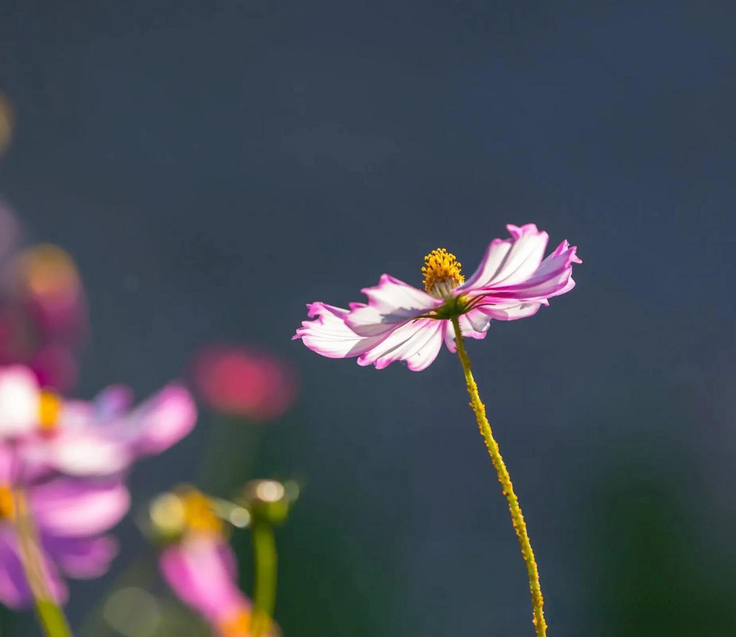 頭條花卉照片集 內地人叫掃帚梅,西藏叫格桑花.