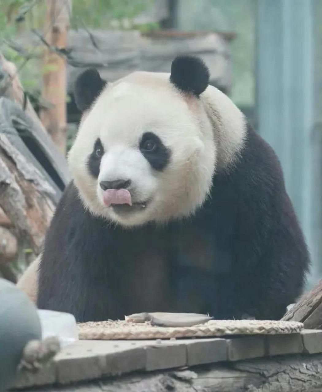 之前,大熊猫胖大海学习萌兰咬手手转圈圈