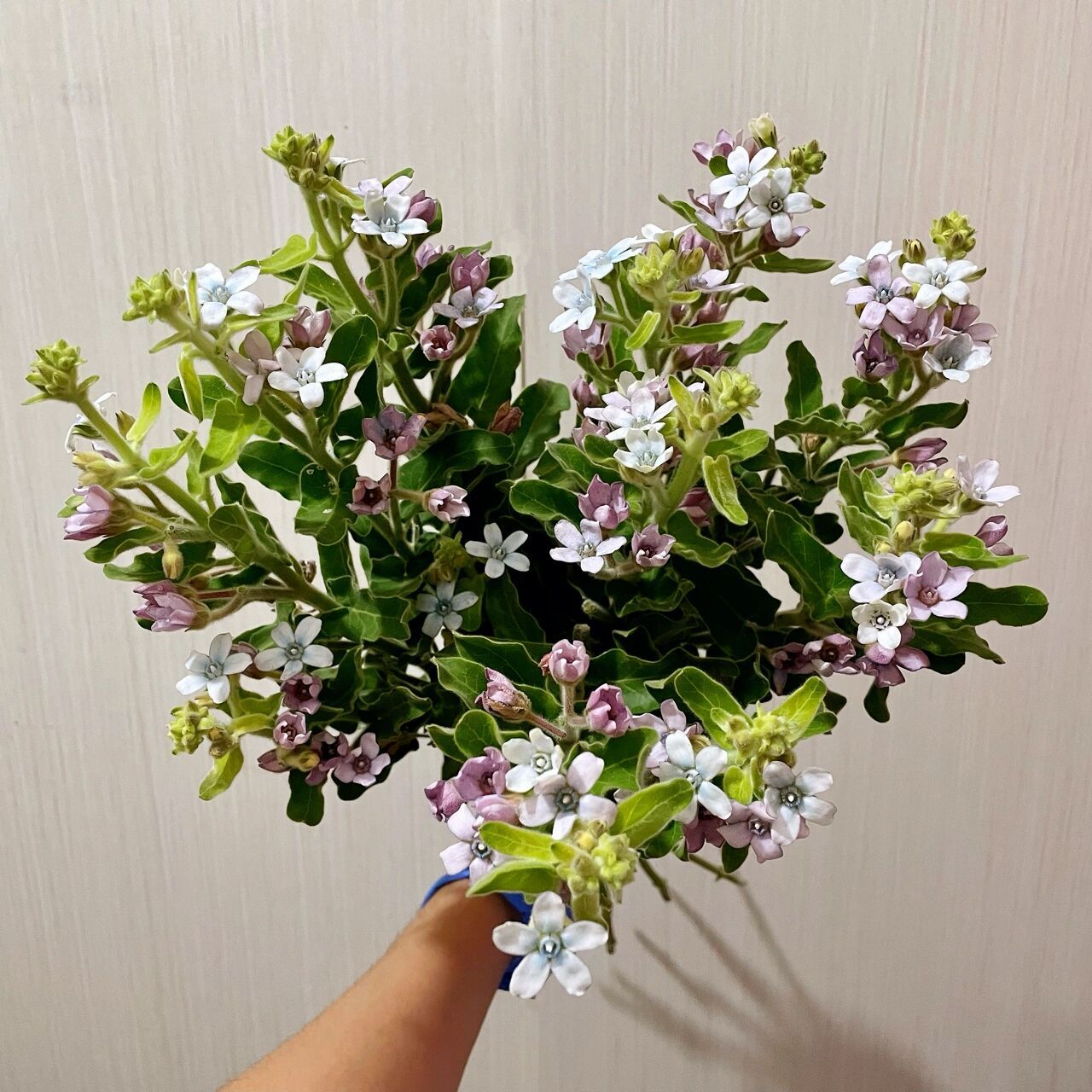 蓝星花(蓝色圆瓣) 蓝星花全称《天蓝尖瓣木》 94花语:幸福的爱,相互