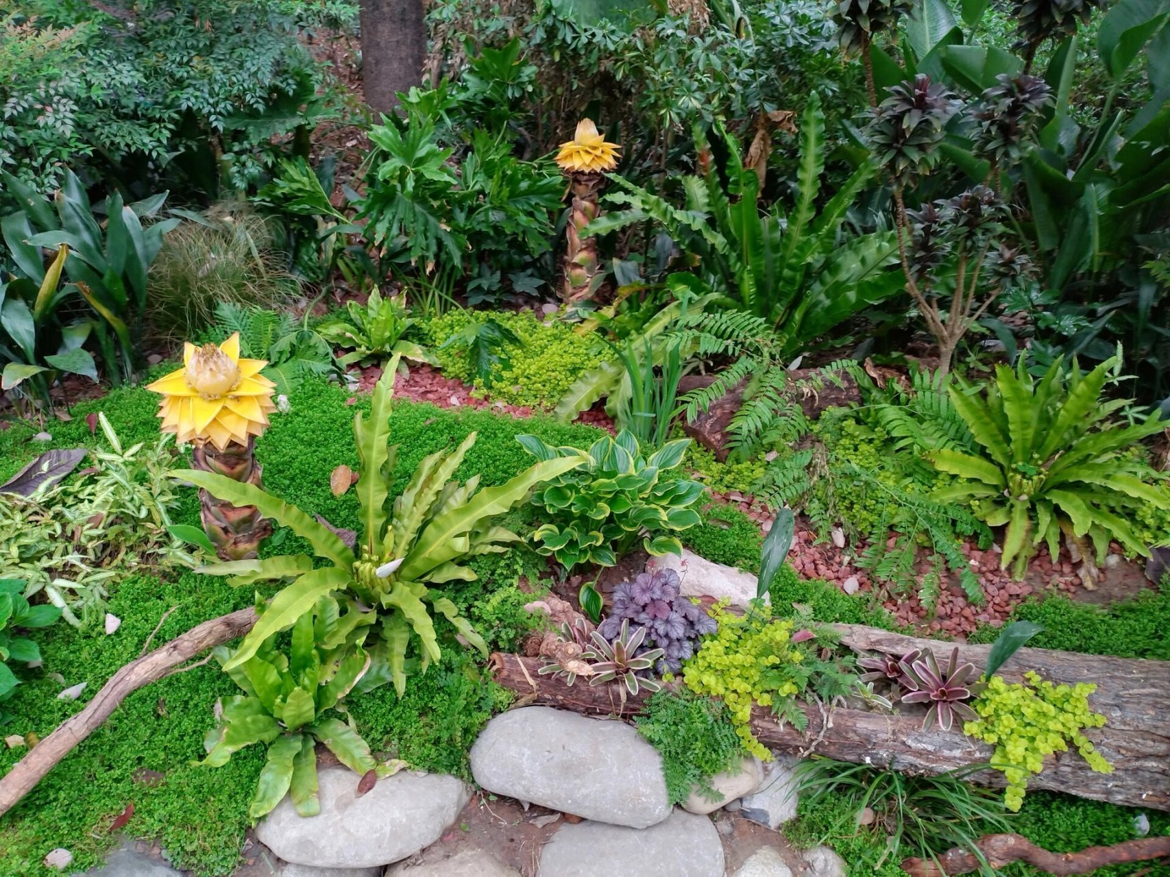 阴生花境|活水公园蕨类植物造景 项目地址:成都活水公园 设计施工单位