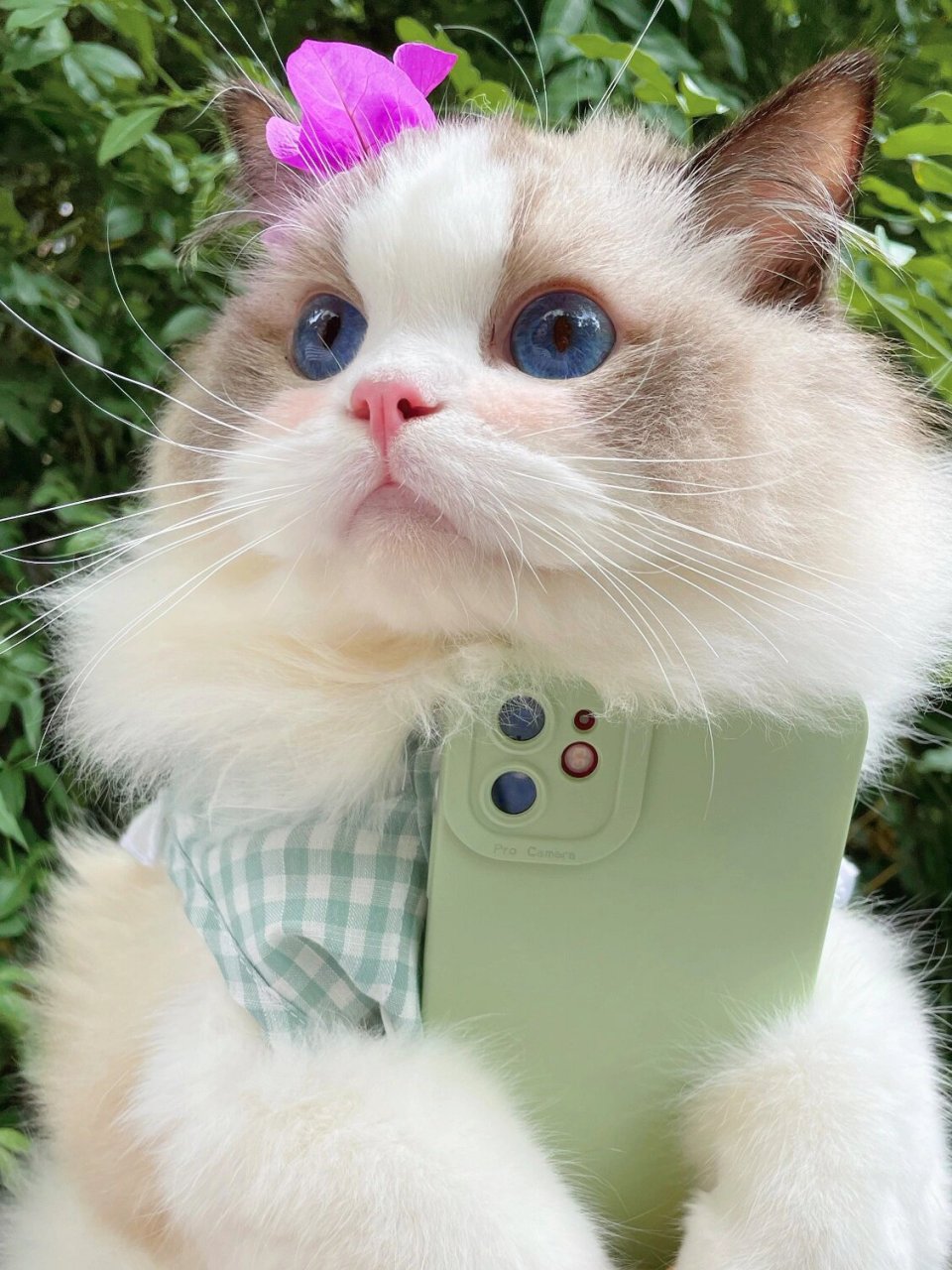 小猫咪也爱自拍呀!