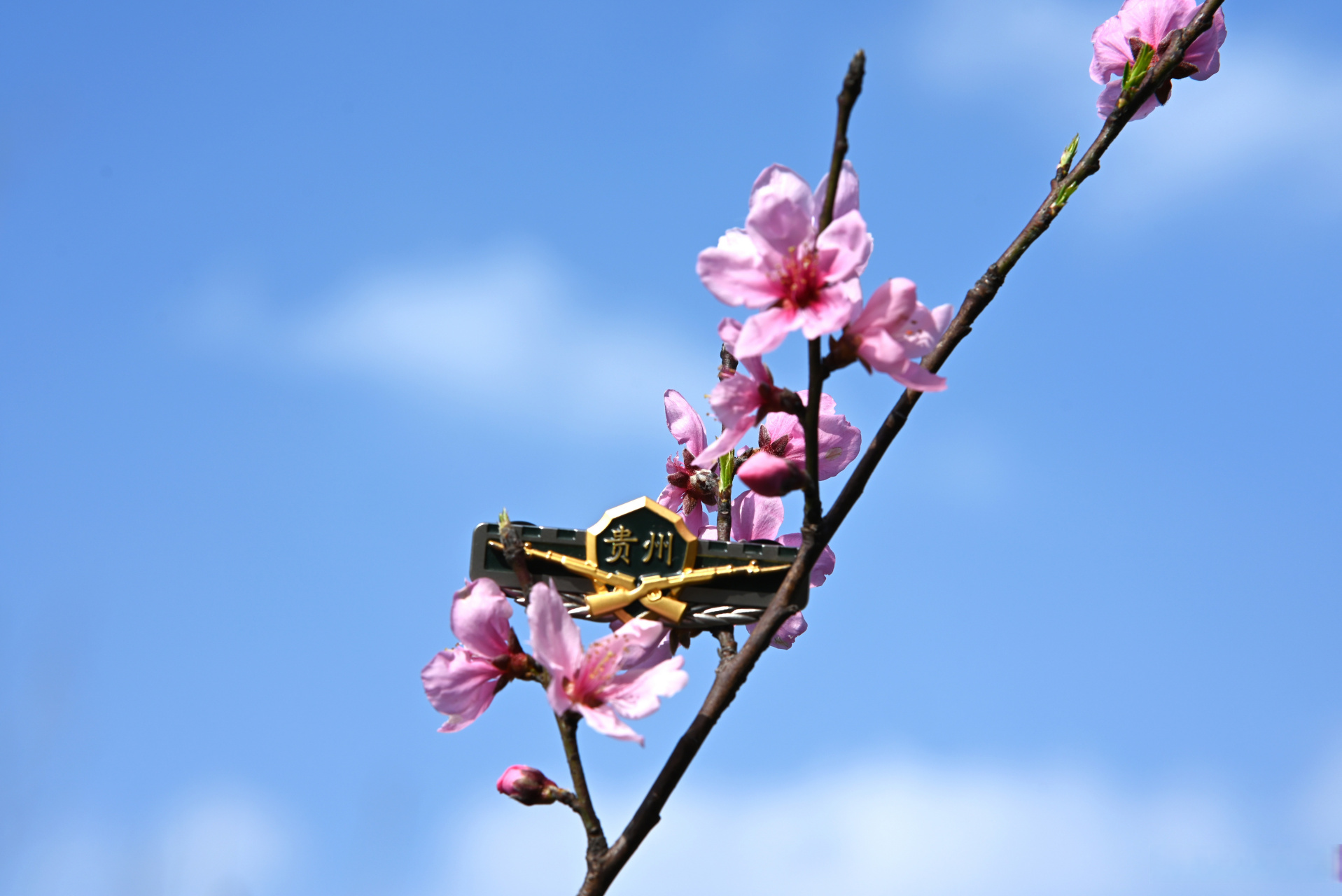 『军营春景美如画』繁花似锦,满园春色,走进武警贵州总队机动支队营区