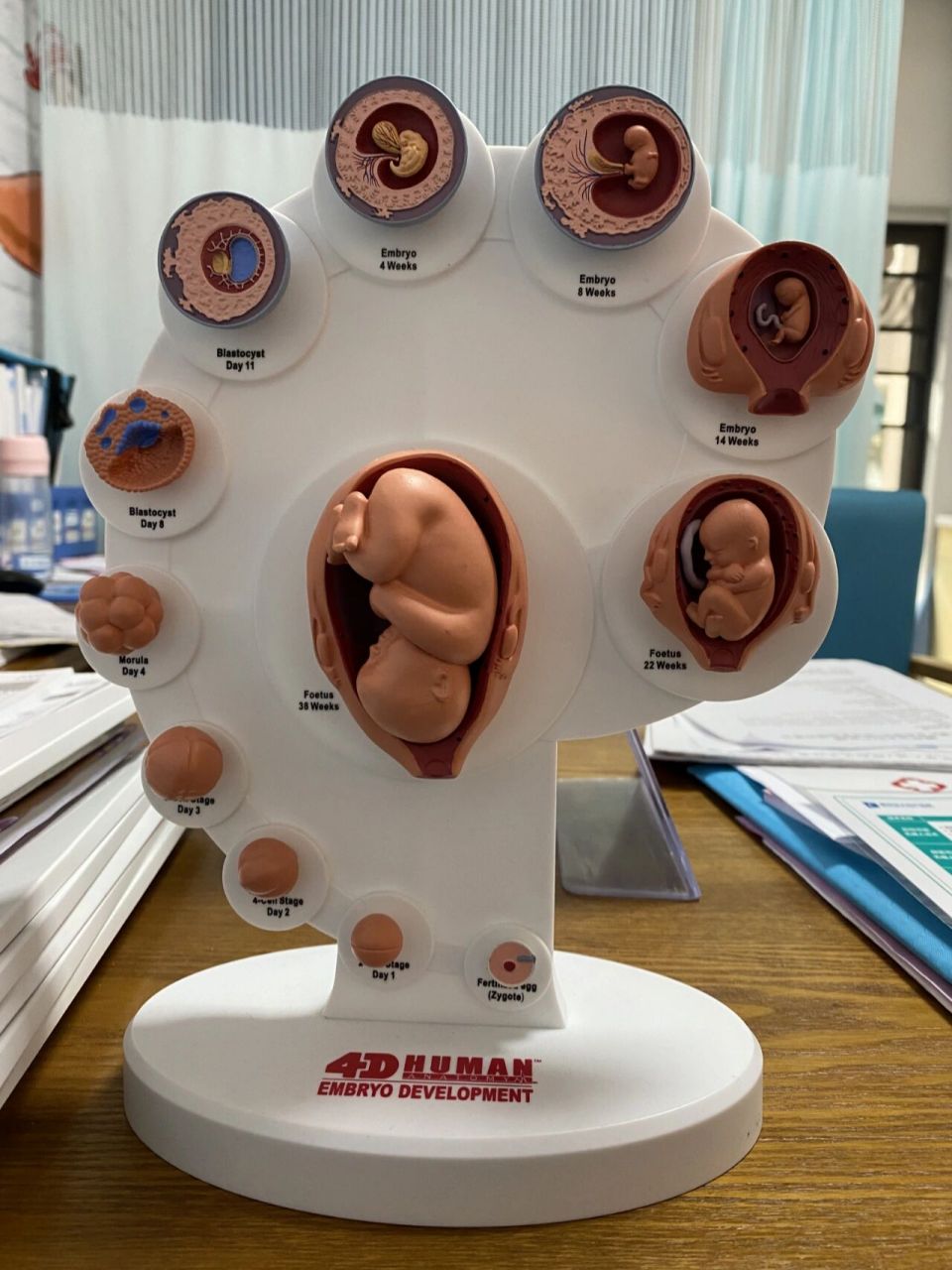 18周开始孕妈们会陆陆续续感受到胎动… 而我,可能是因为肚上有肉