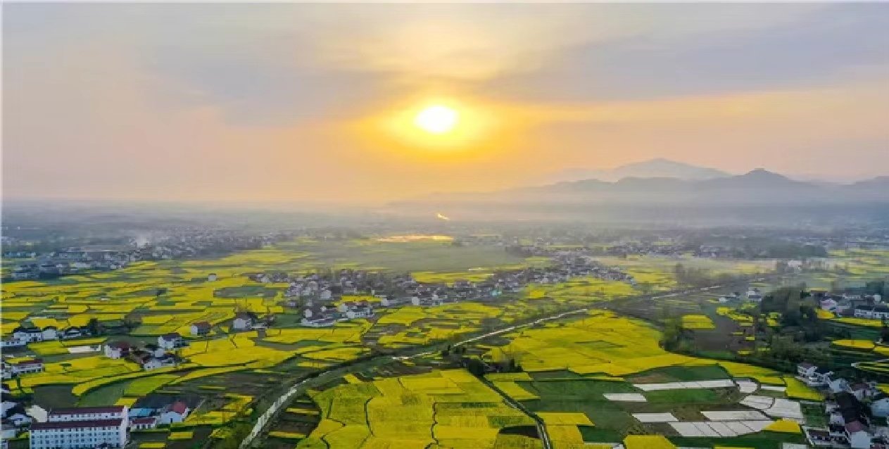 汉中油菜花天梯