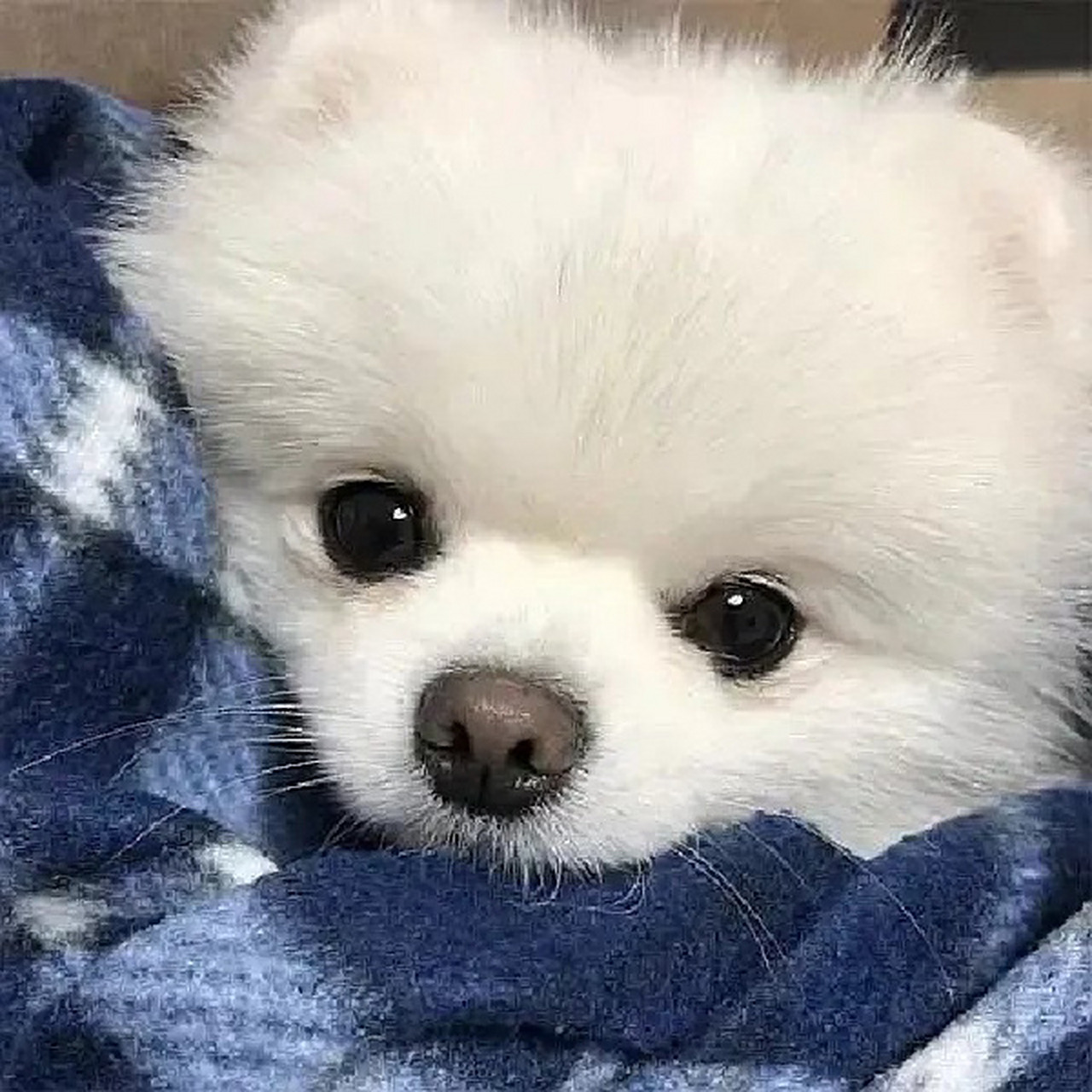 头像 | 可爱狗狗白色系春天活泼