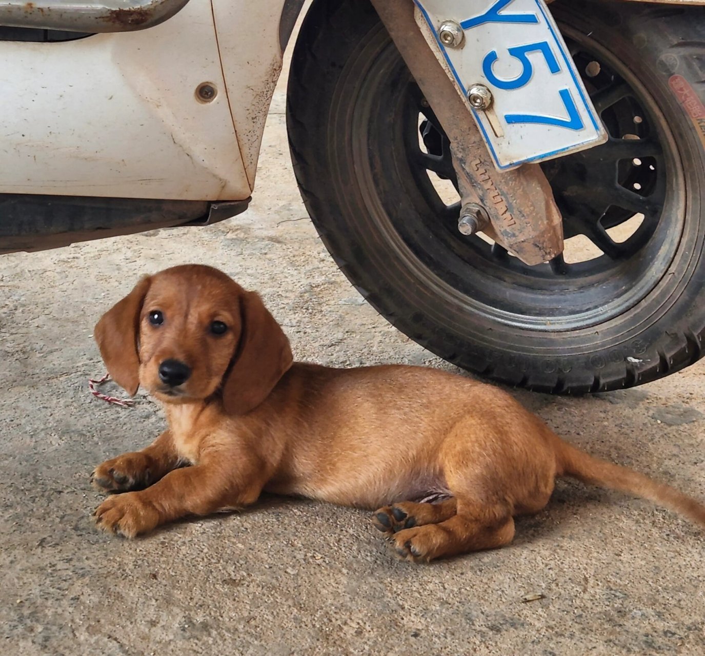 腊肠狗串串小狗可爱死了 腊肠和不知道什么狗的串串,太可爱了,就是没
