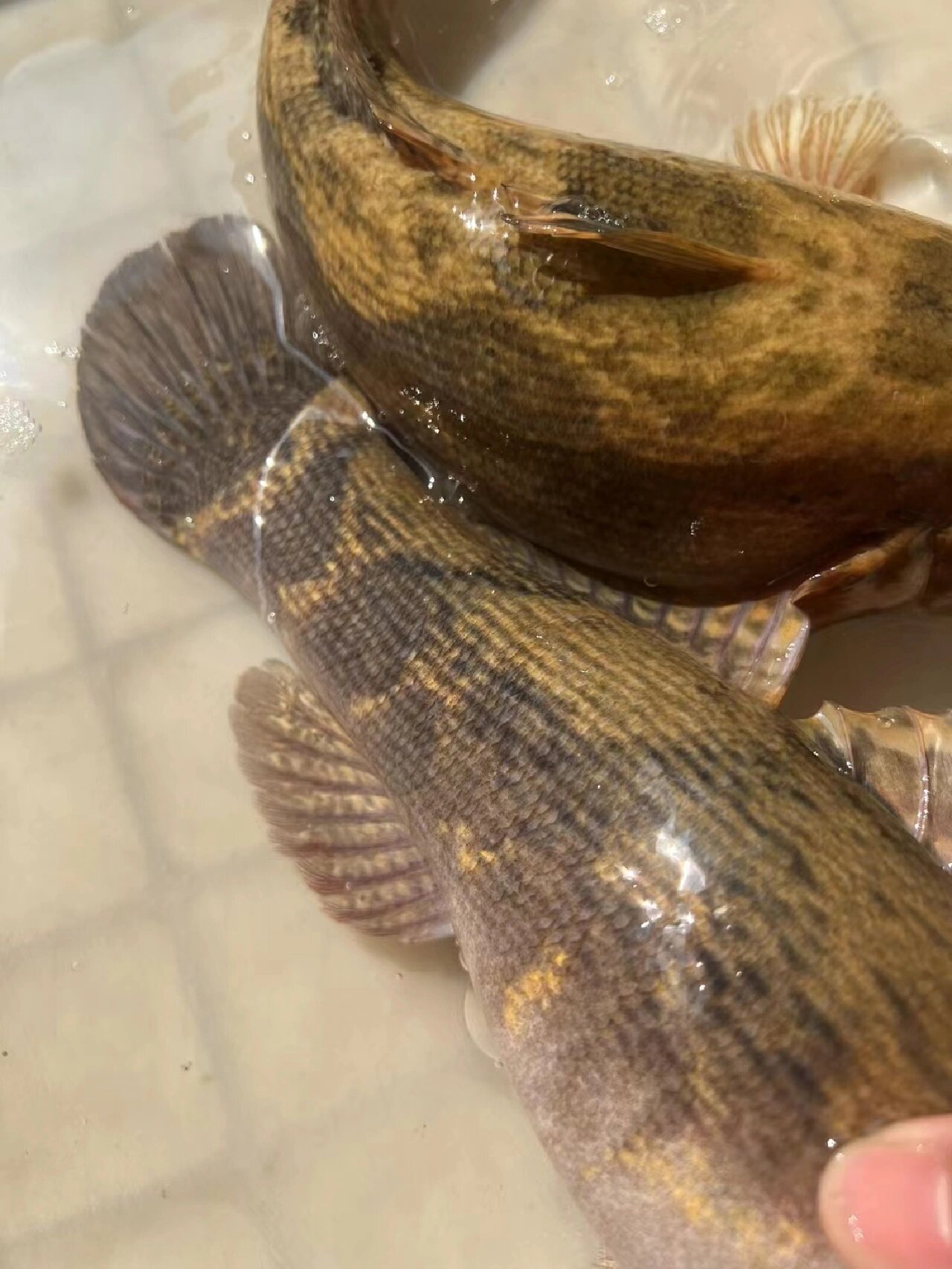 野生笋壳鱼,肉质鲜嫩无小骨刺