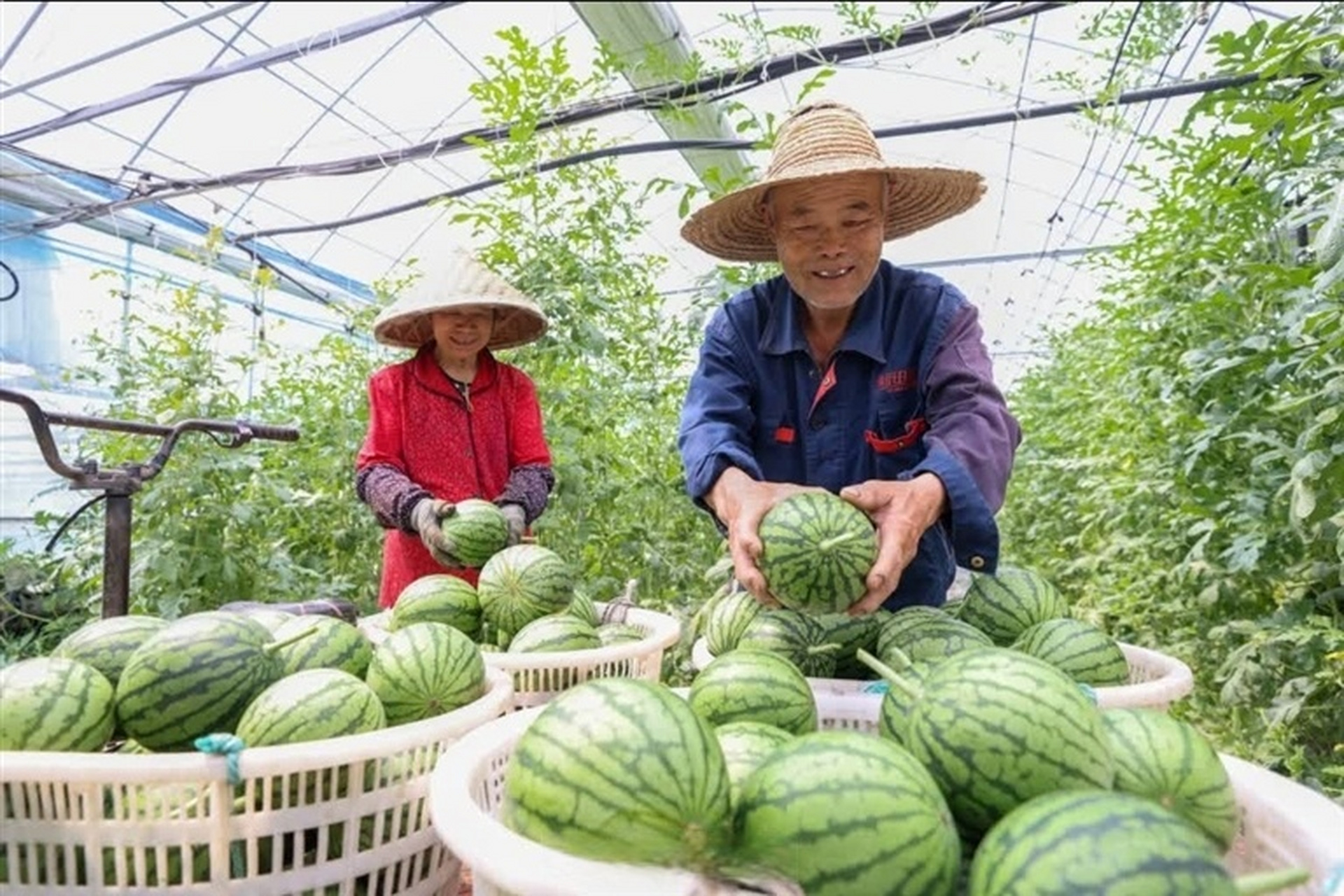 西瓜视频农家乐午餐菜谱的简单

先容
《农家乐午餐图片》