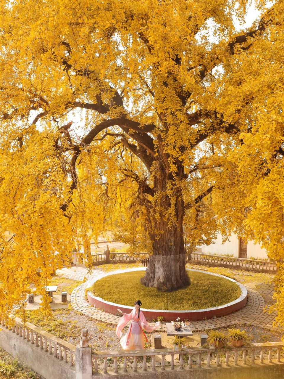 这棵千年银杏真的绝了 从无为驱车将近两小时到达合肥巢湖天台禅寺拍