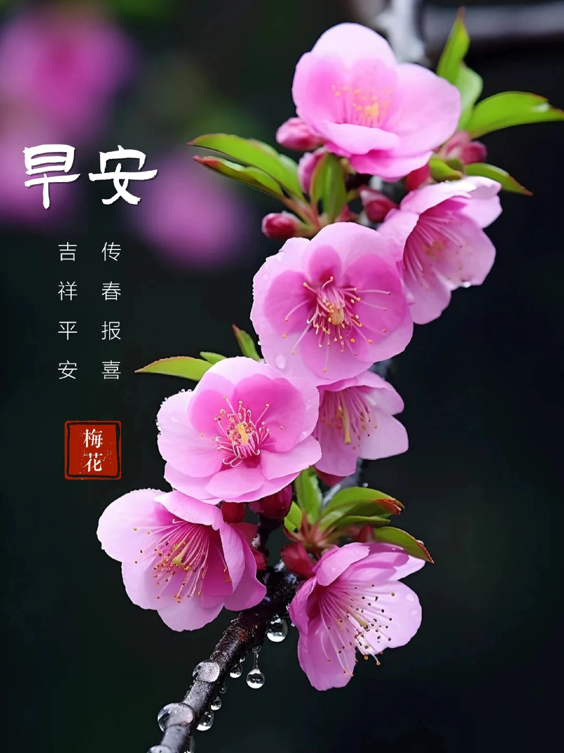 早安丨朋友圈美图丨梅花丨腊梅丨疗愈