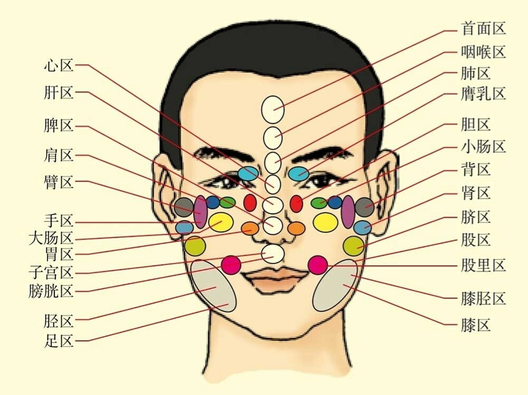 1张图教你轻松应对疾病 首面区:位于额正中点.