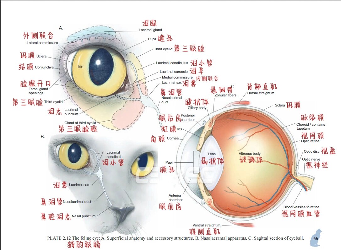 猫咪解剖之眼睛篇