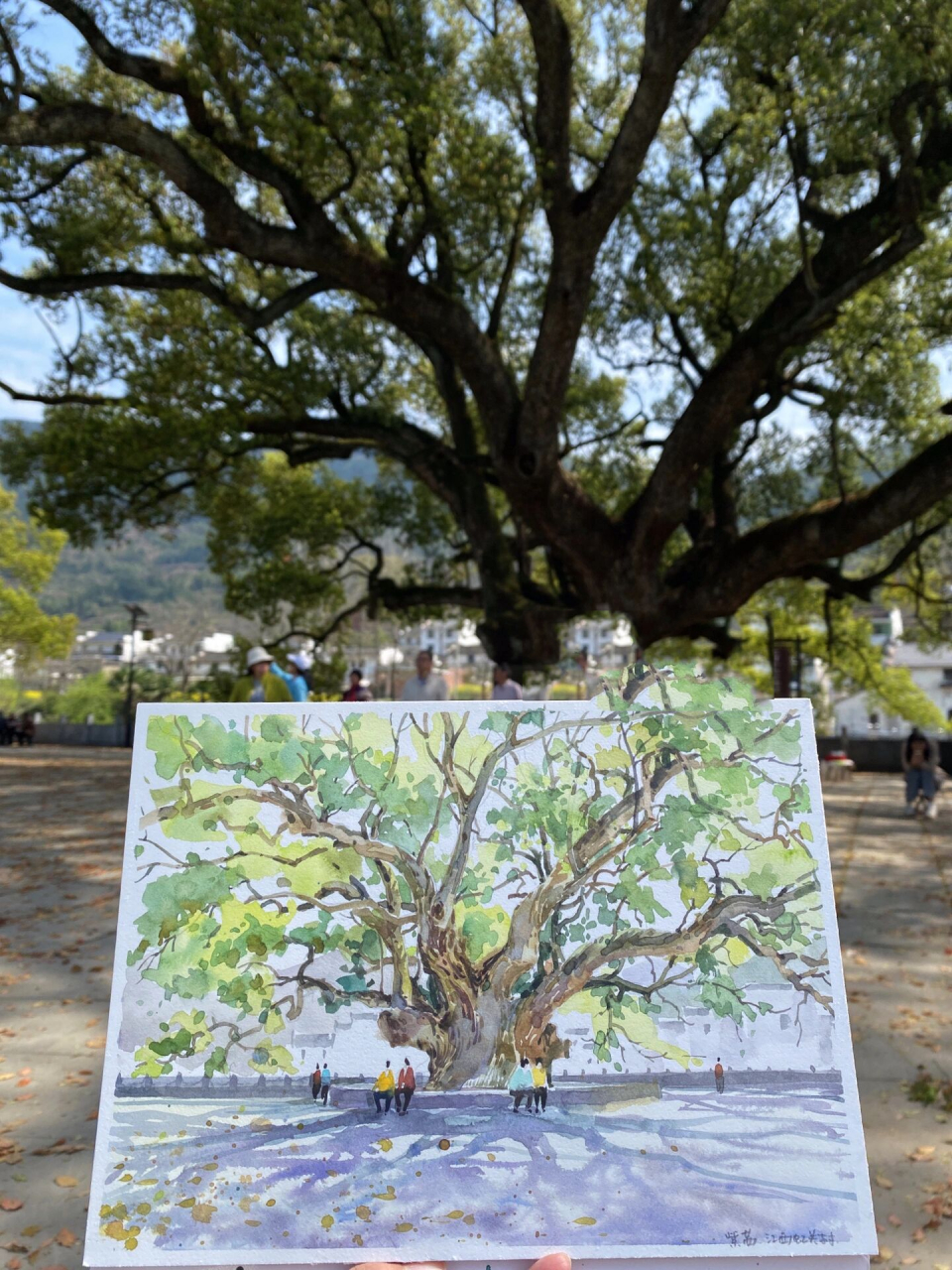 水彩|33/180 边走边画～婺源虹关村大樟树 江西十大古樟树 	 纸本