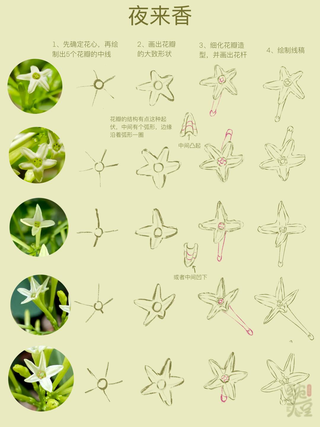 夜来香原来长这样呀